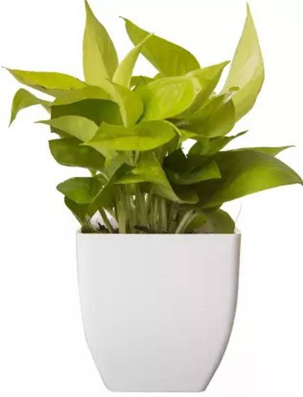 Apogee Money Plant  sapling