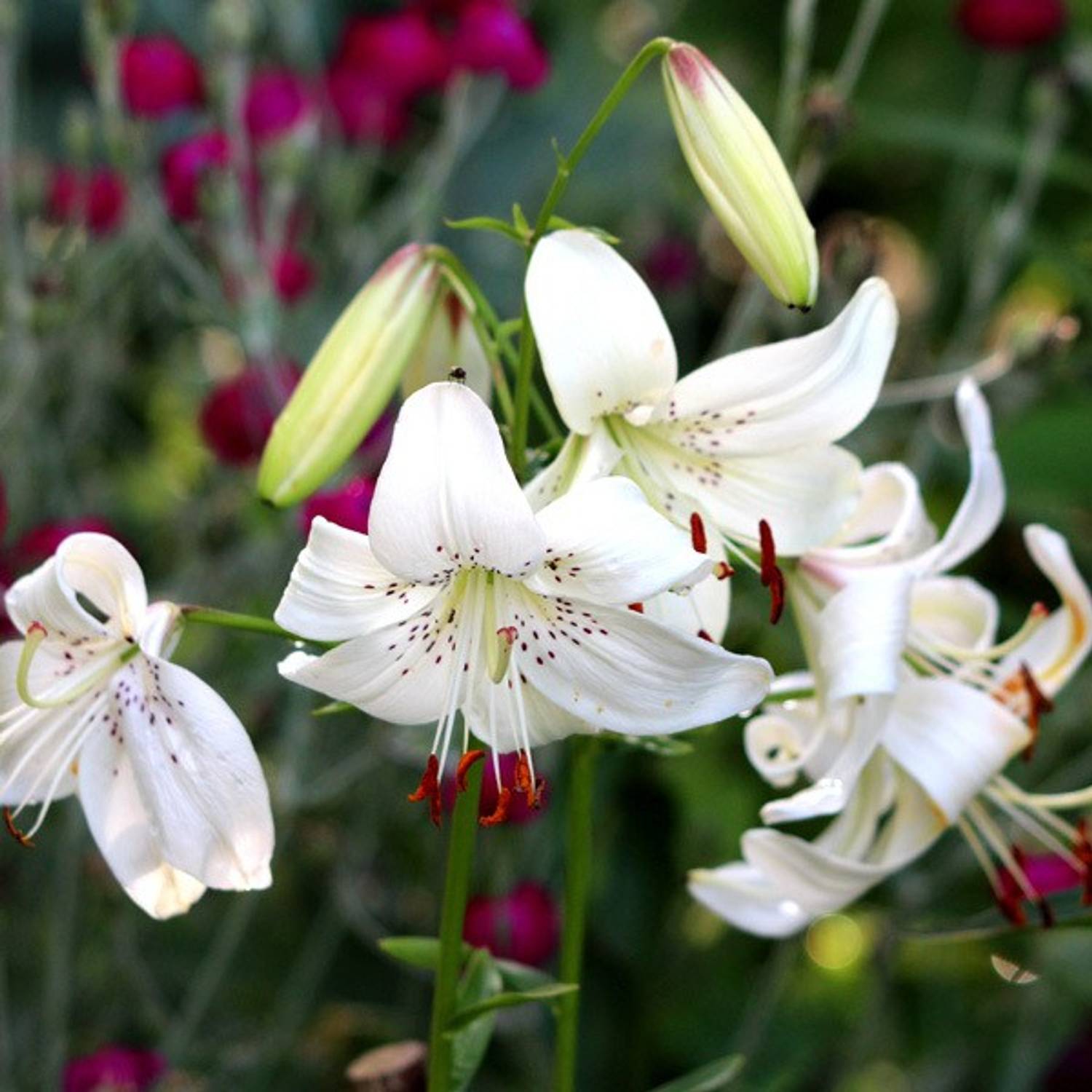 plant palace Lily Plant sapling Price in India - Buy plant palace