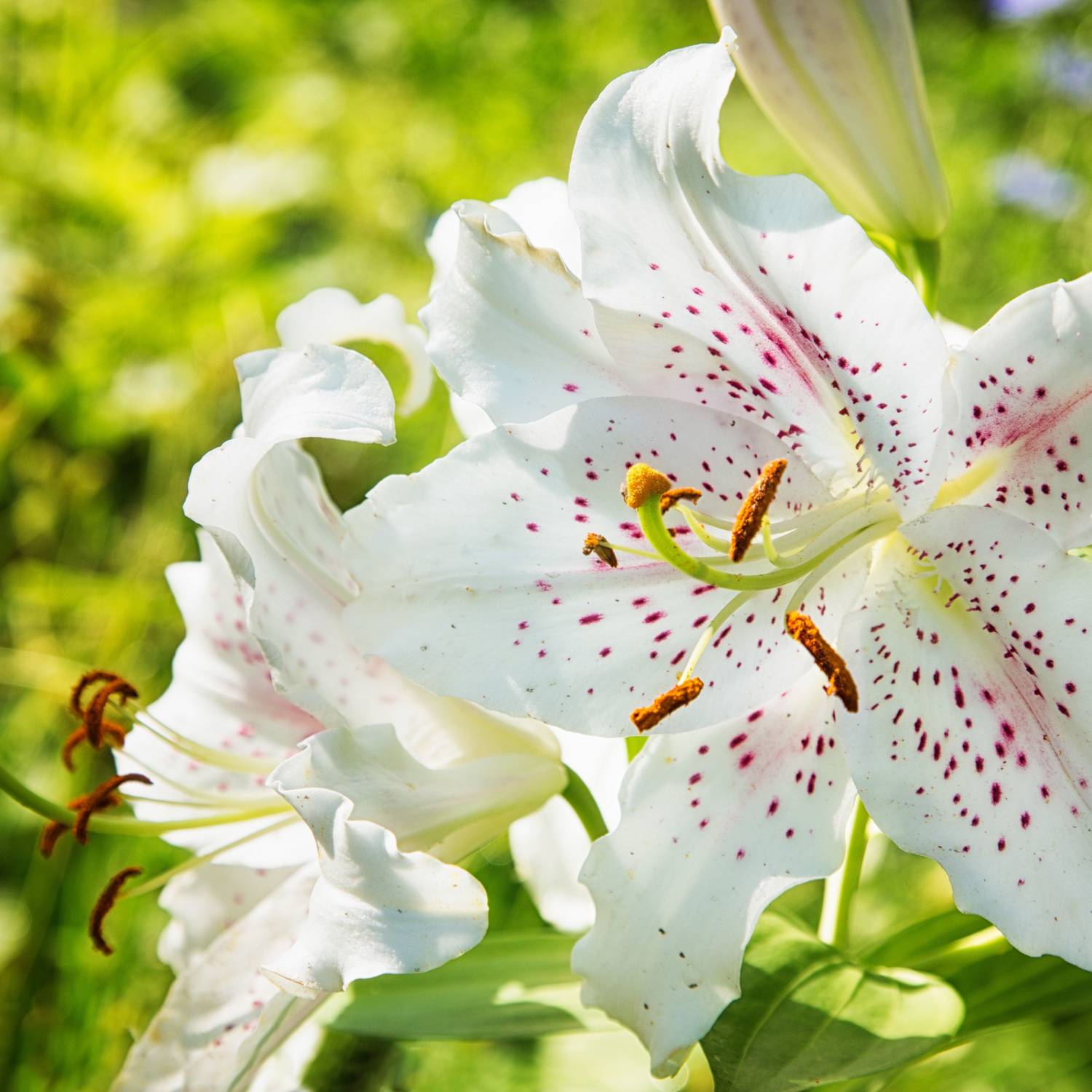 plant palace Lily Plant sapling Price in India - Buy plant palace