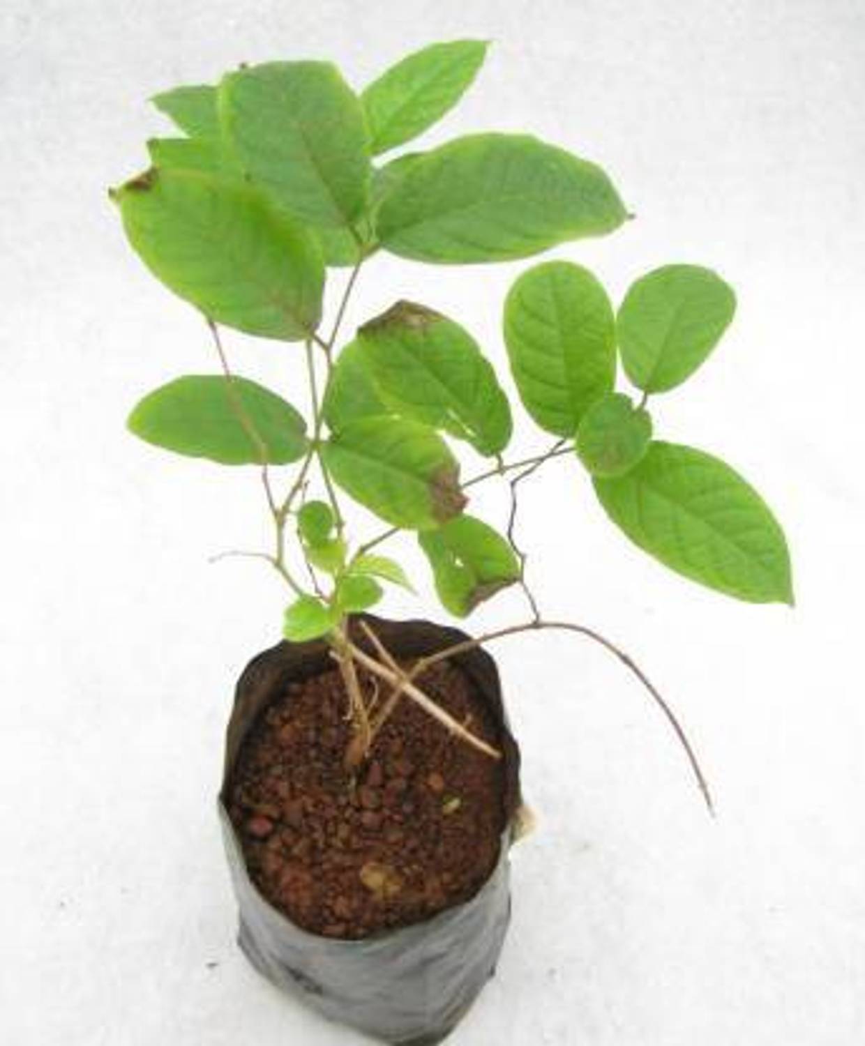 ADITYA GREEN PLANTS AGP Madhumalti/Rangoon Creeper  sapling