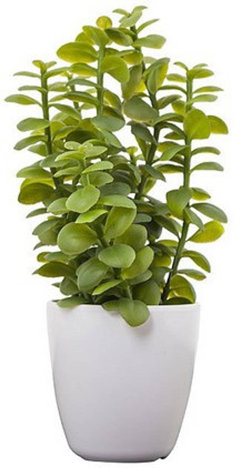 Agroo Liv Jade Plant sapling
