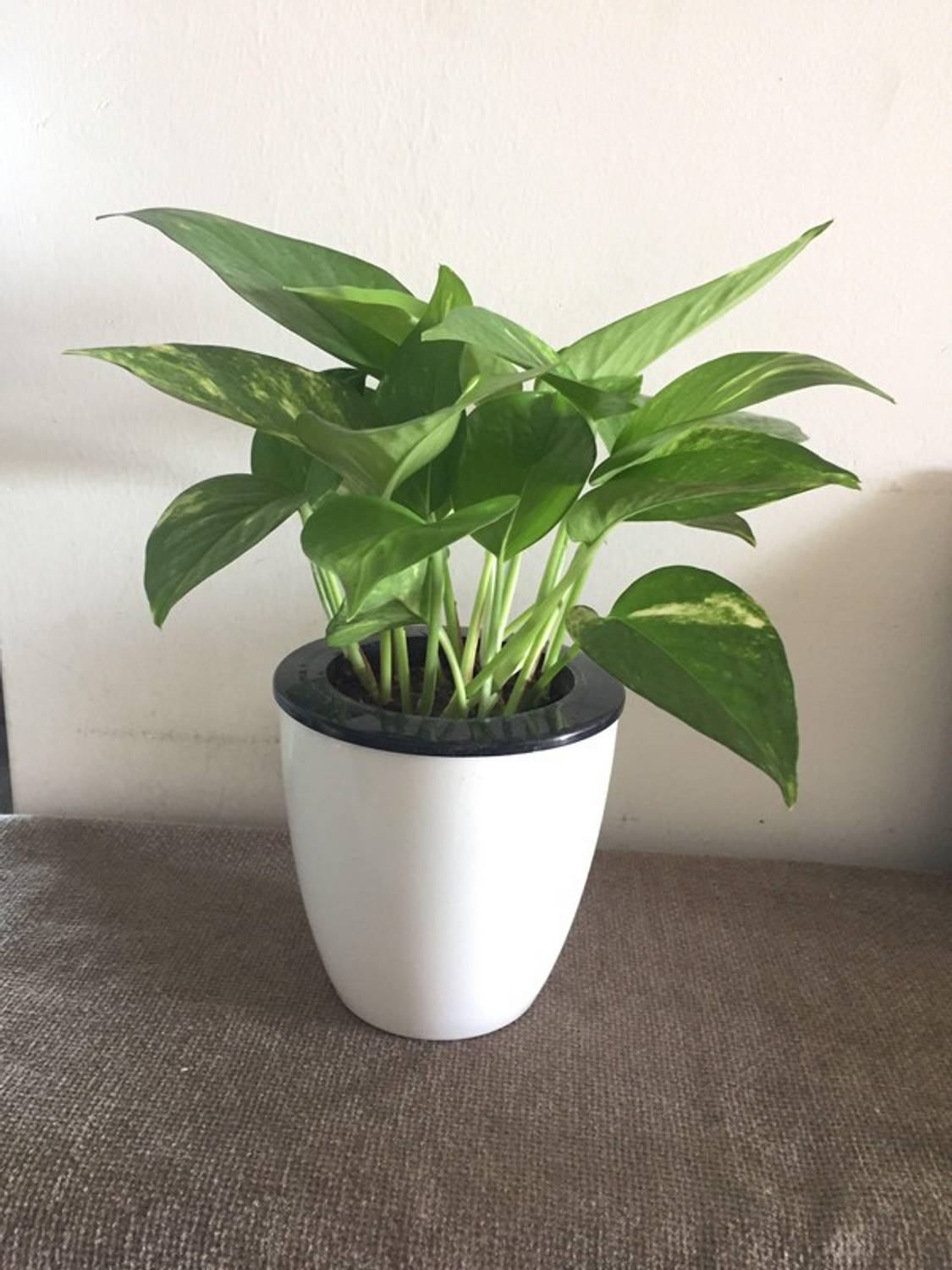 Agroo Liv Money Plant  sapling
