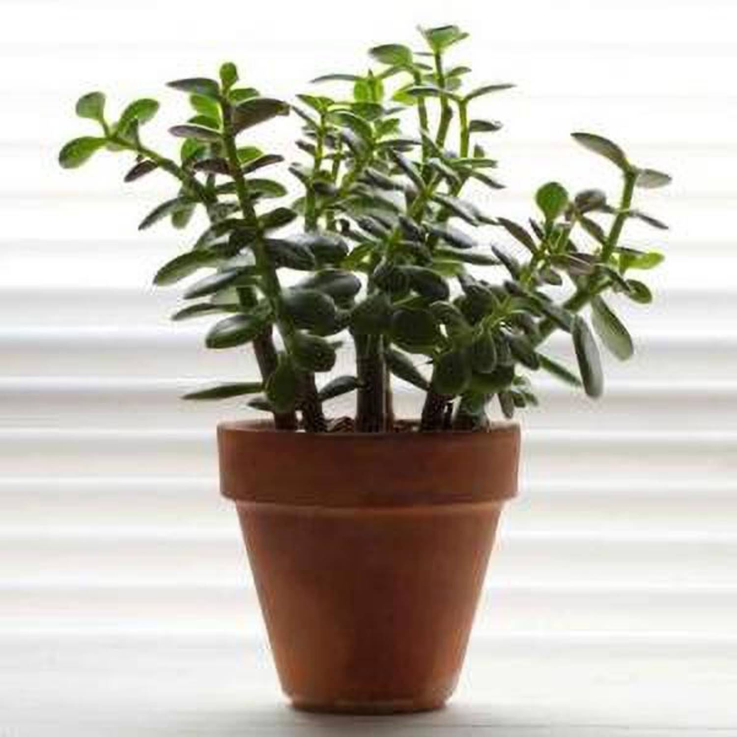 Agroo Liv Jade Plant sapling