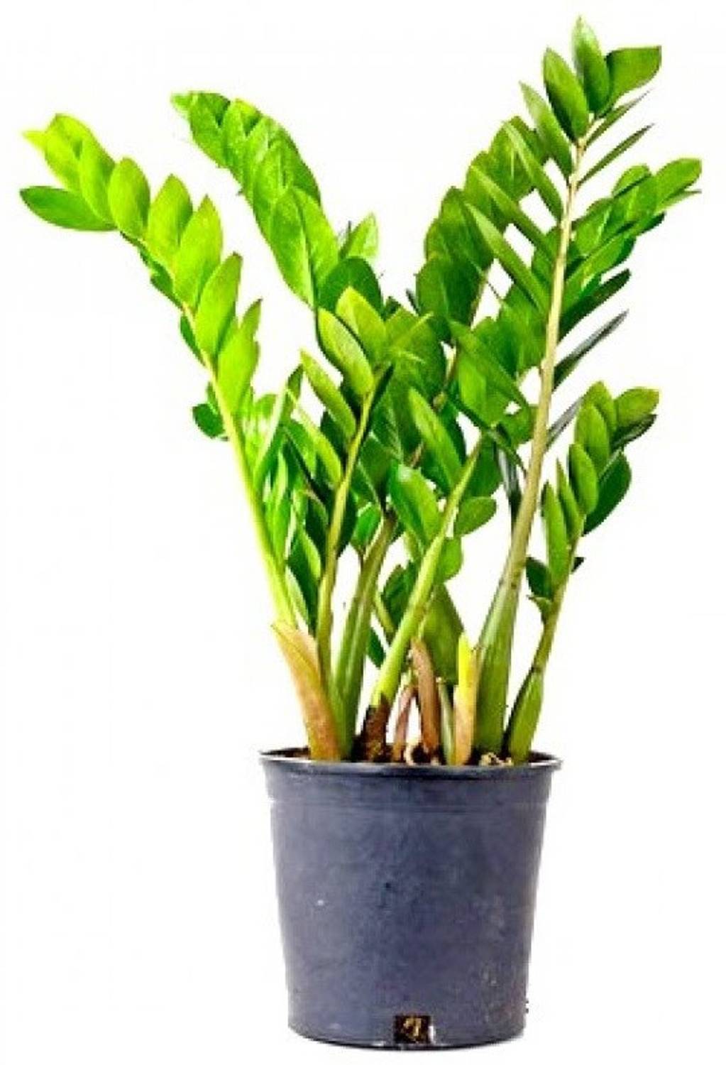 MHIMI Zamia Plant Price in India - Buy MHIMI Zamia Plant online at