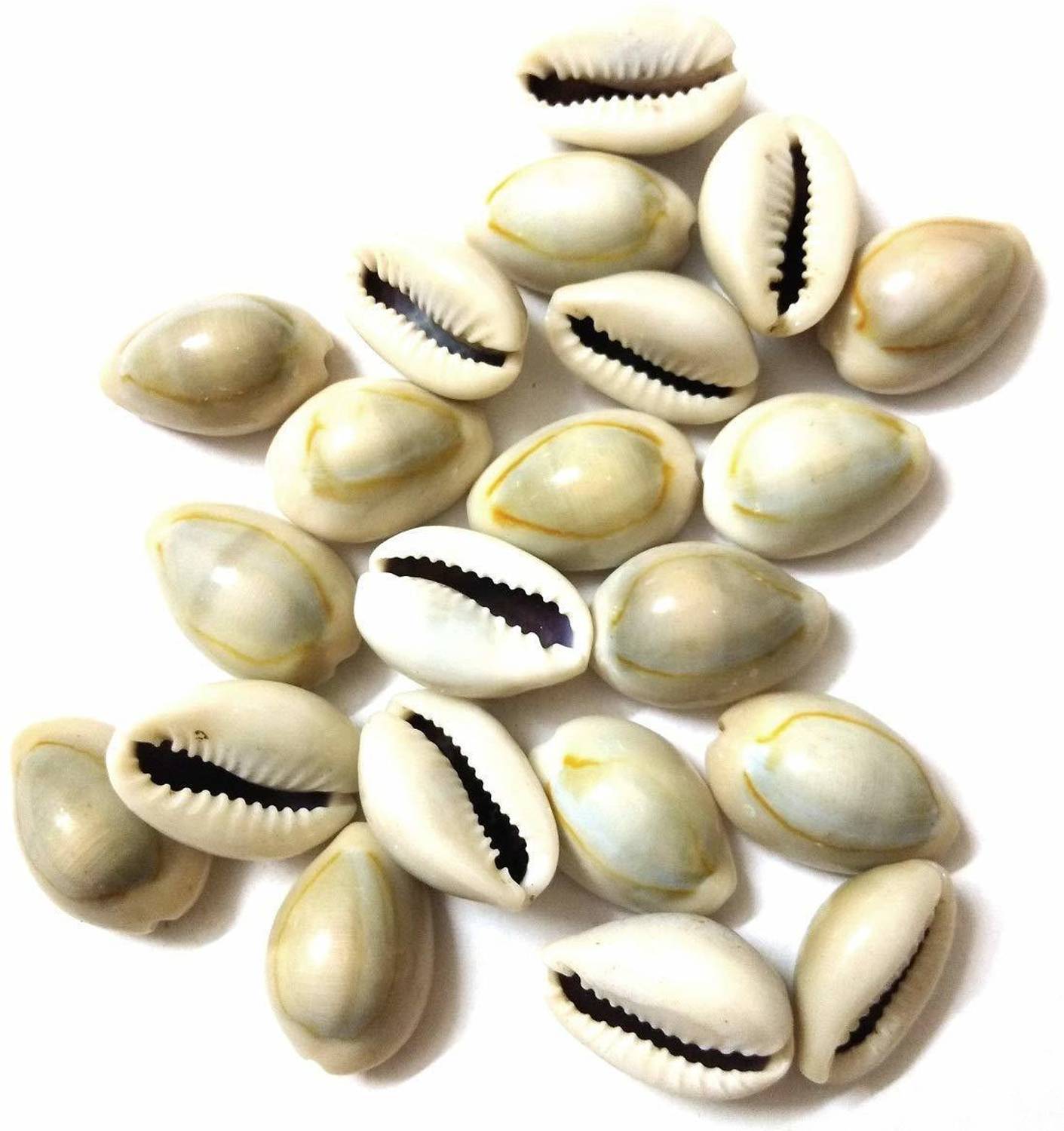 Anjaneya Natural Kawdi, Kaudi, Kowdi, Cowrie, Koudi, Kodi Shells- Set of 21 for Laxmi Pooja/puja Stoneware Yantra