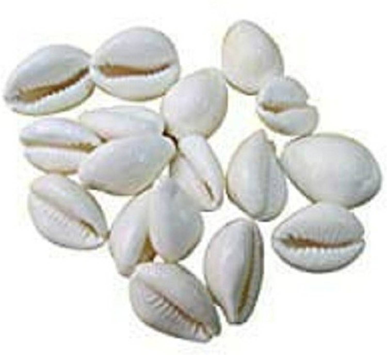 Anjaneya Natural White Kawdi/Kaudi/Kowdi/Cowrie/Koudi Shells- for Laxmi Pooja | Diwali Pooja | Deepawali Pooja (11) Decorative Showpiece - 2 cm