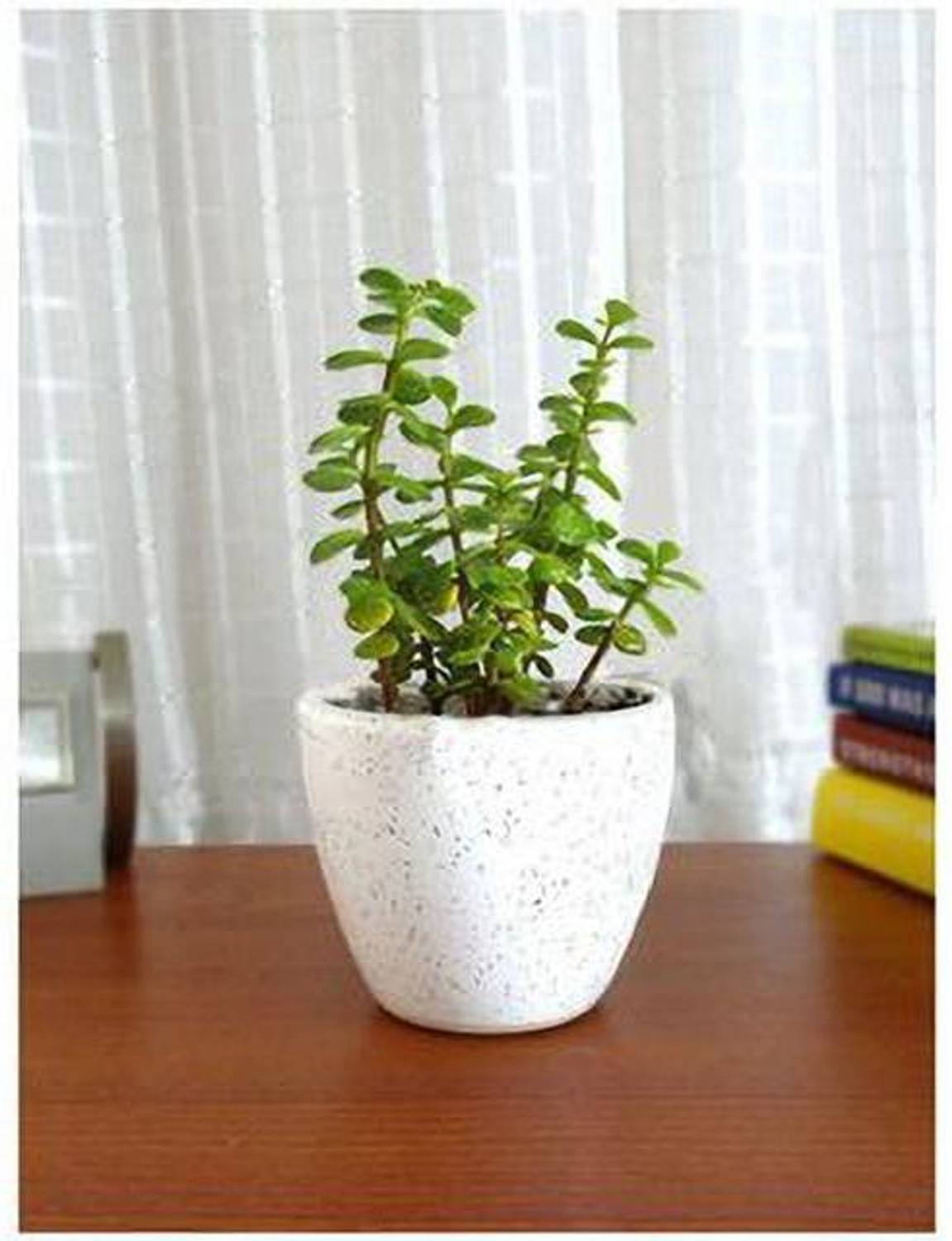 Agroo Liv Jade Plant  sapling