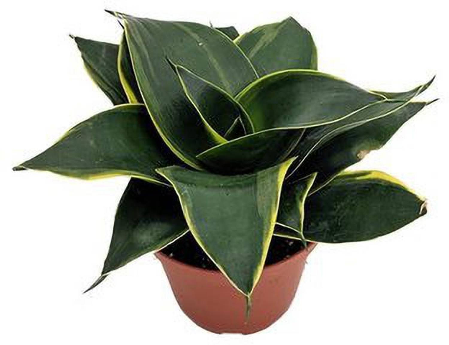 Agroo Liv Snake Plant  sapling