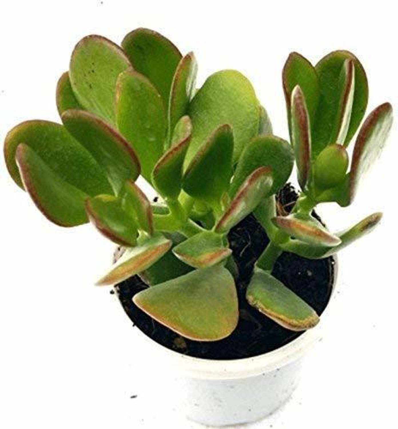 Agroo Liv Jade Plant sapling