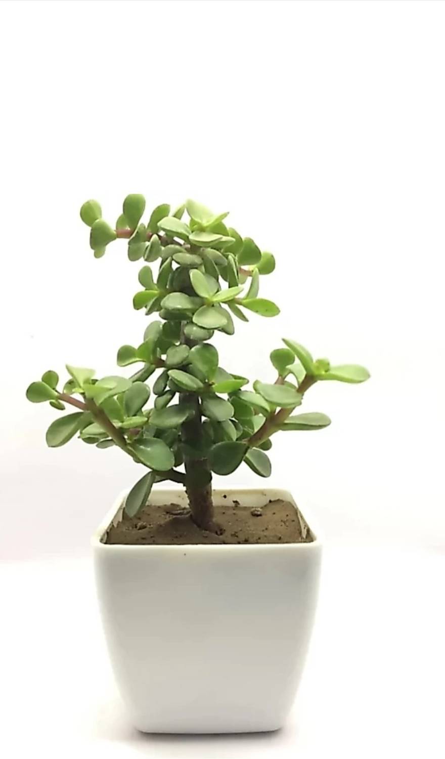 Agroo Liv Jade Plant sapling