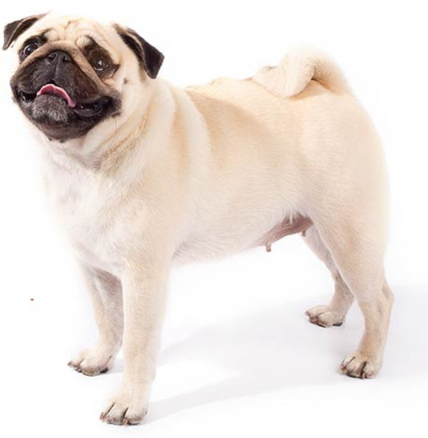 Image of BODY BUILDING Dog Belt Combo of Black Ghungroo Collar with Black Lead Specially for medium breed Dog Collar & Leash