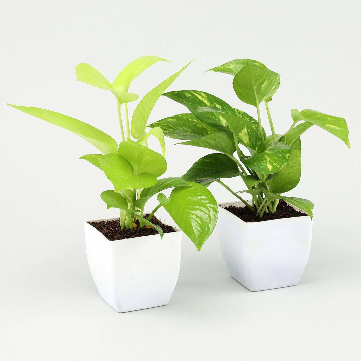 AquinnahGaden Money Plant  sapling