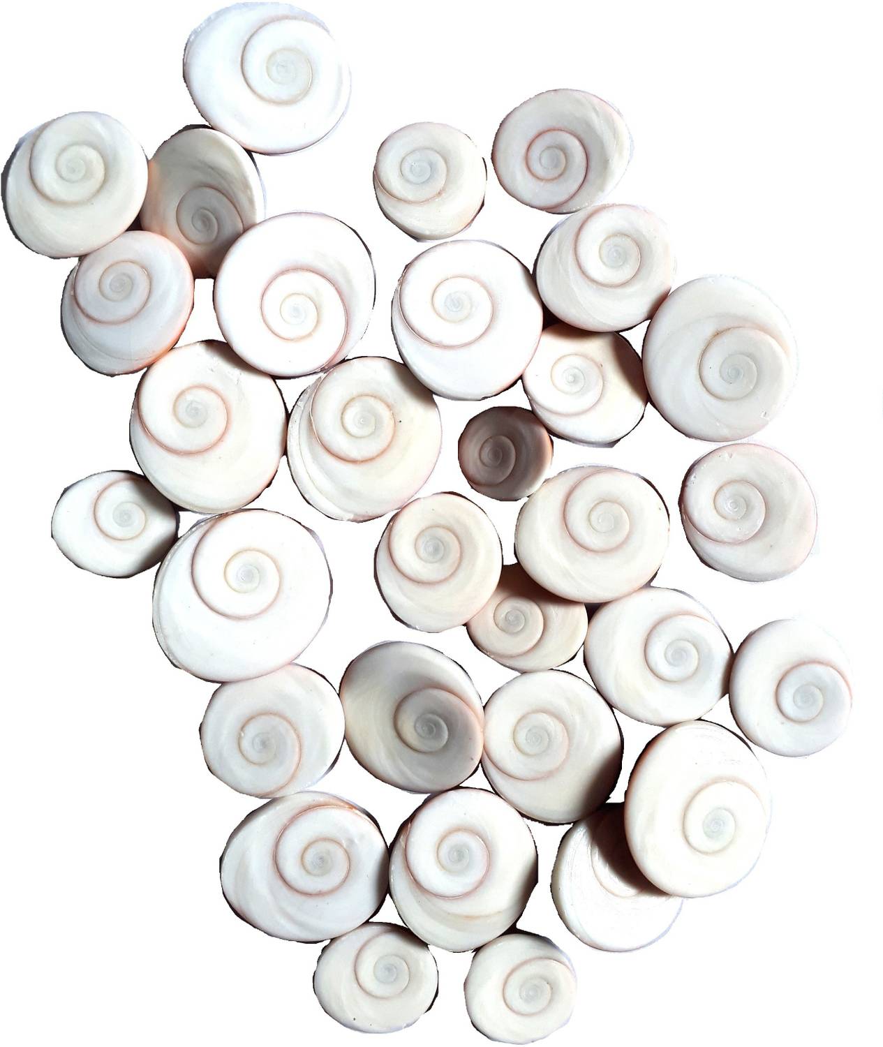 Bhuwar Natural white gomti chakra 108 pcs Decorative Showpiece - 4 cm