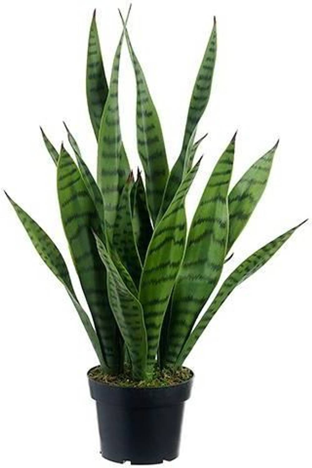 ASPASGROUP Snake Plant  sapling