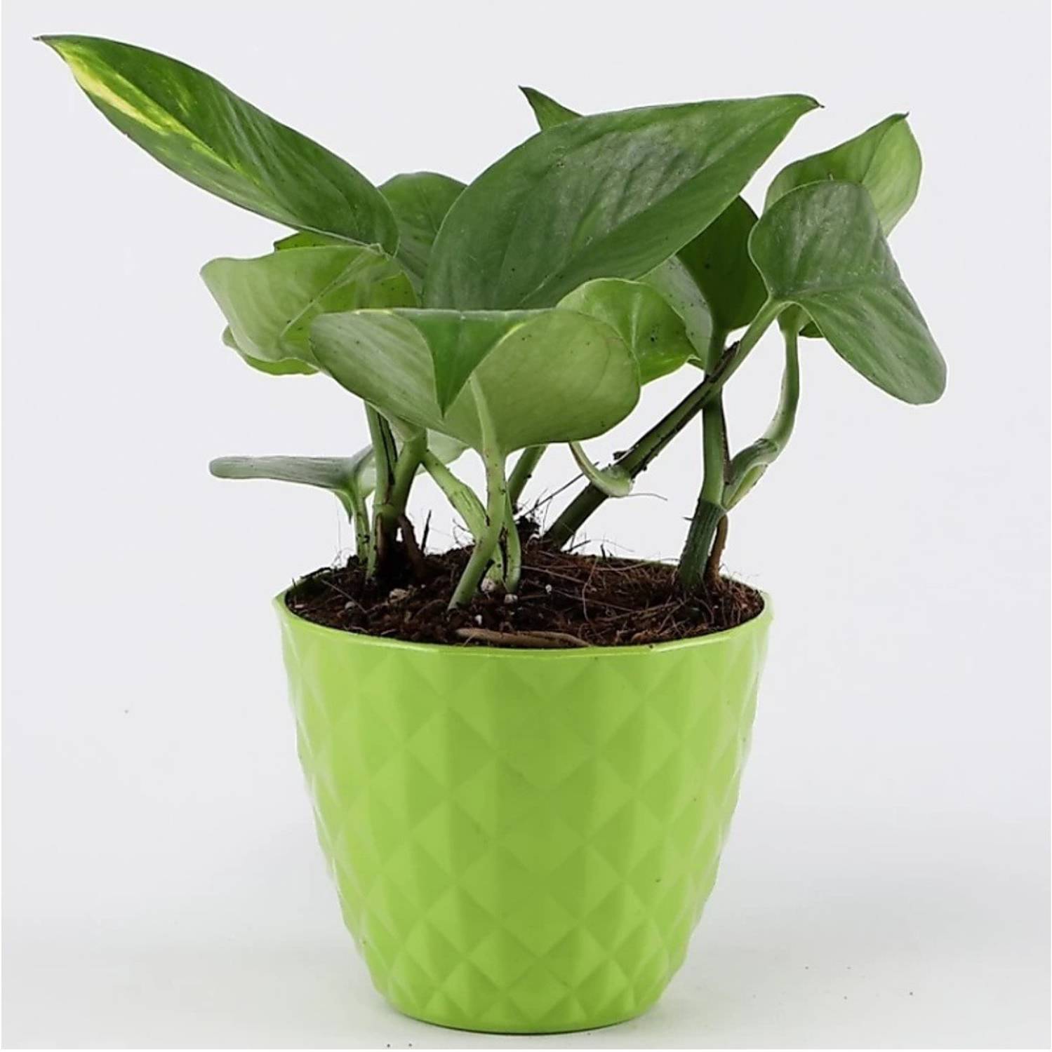 AGAMI Money Plant sapling