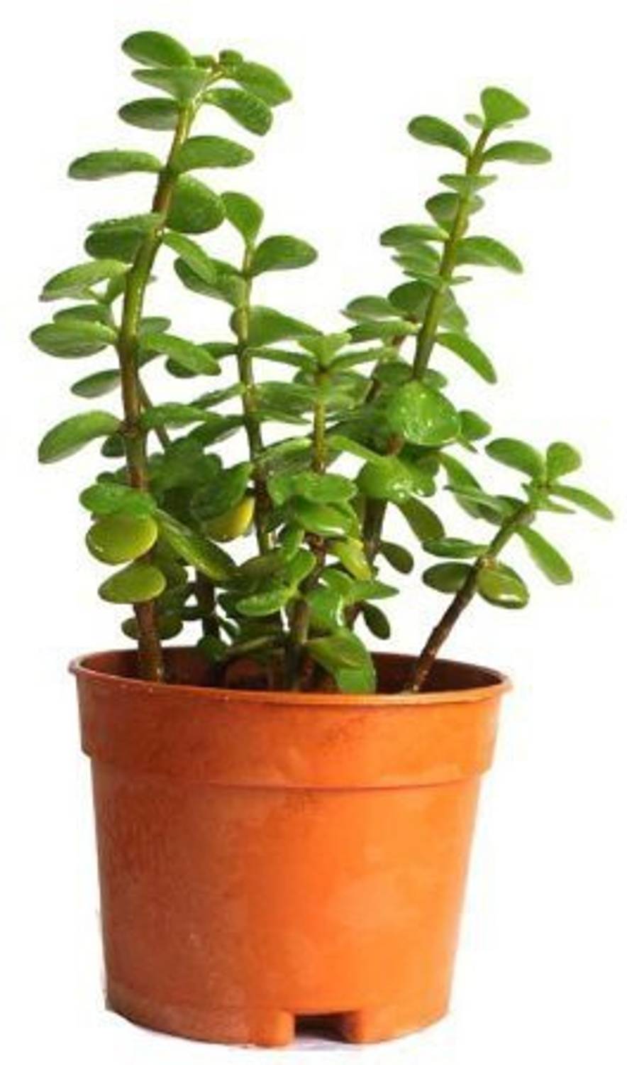 Agroo Liv Jade Plant sapling