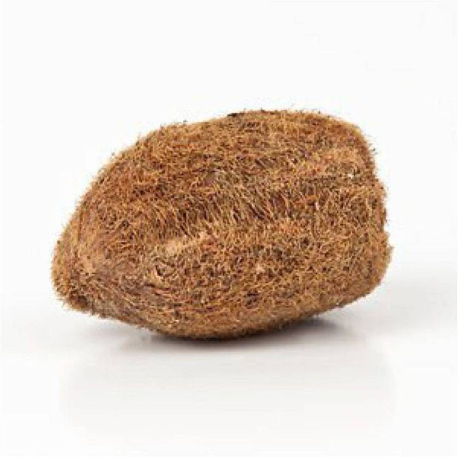 Anshika International Ekakshi Nariyal |Ekakshi Nariyal Original |Ekakshi Nariyal Original For Puja | Ekakshi Coconut|Ekakshi Narikelam | Ekakshi Narikelam For Pooja |One Eyed Coconut| One Eye Coconut For Pooja | Pooja Item - Havan Item - Maha Lakshmi Pooja