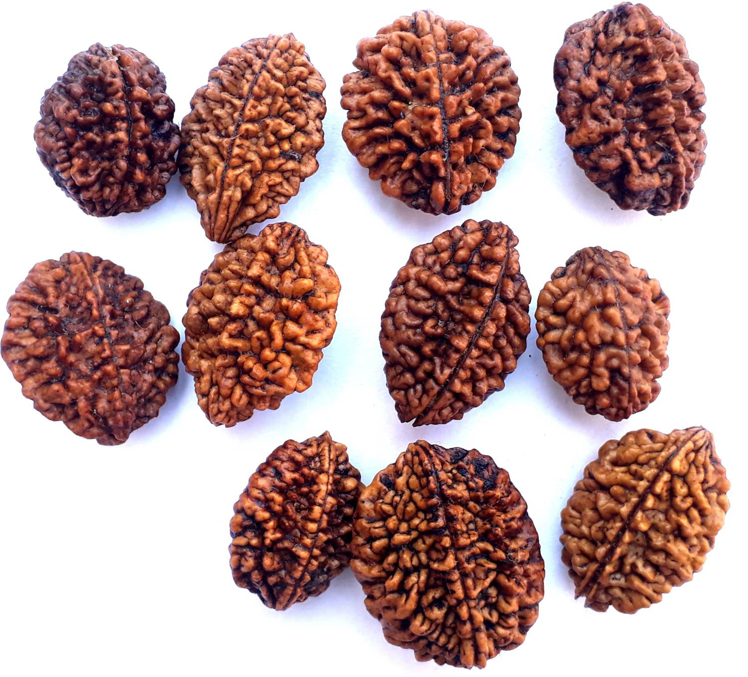 Bhuwar 2 mukhi rudraksha 11 pcs set with hole Shell