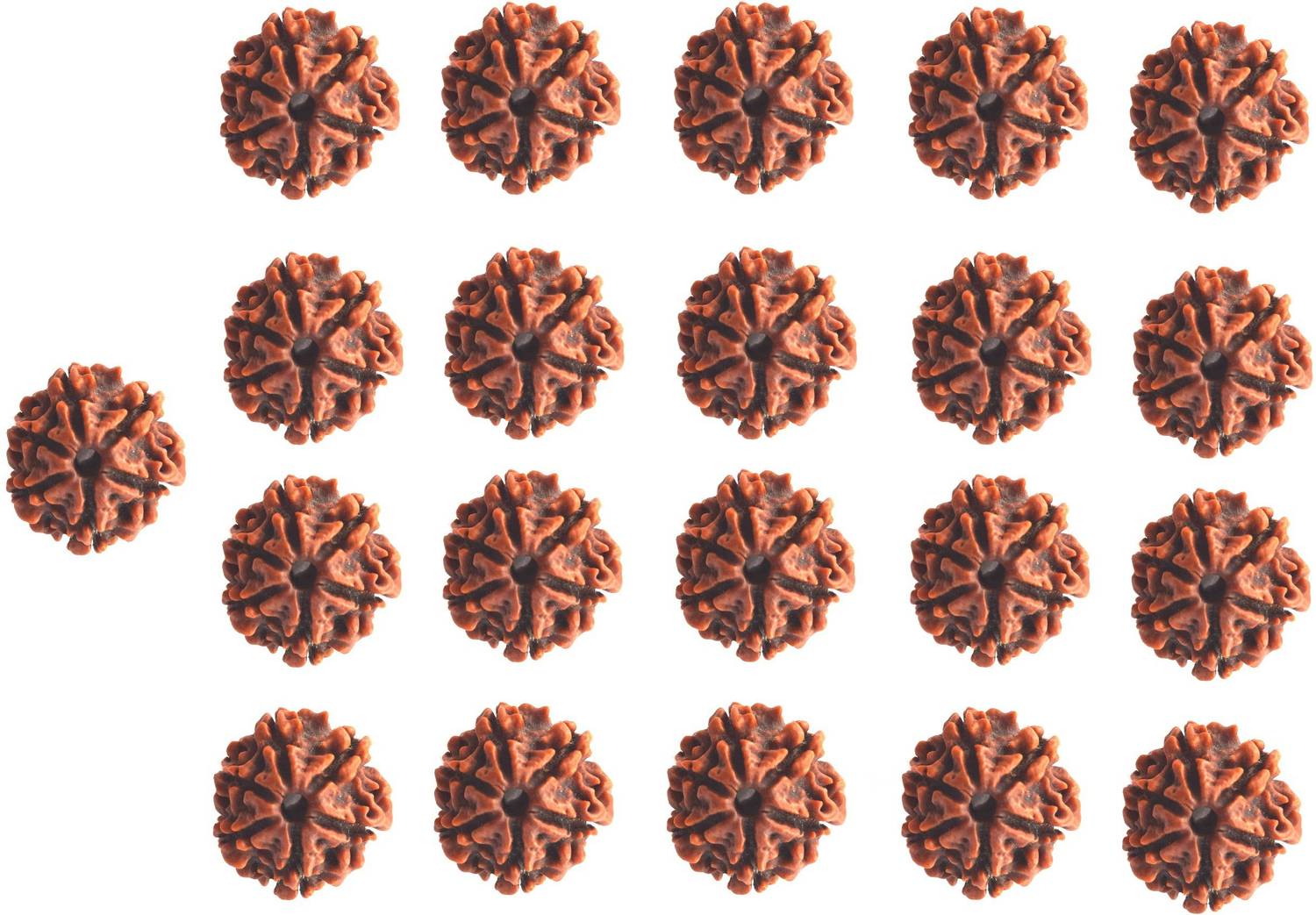 Bhuwar 6 mukhi rudraksha 21 pcs set with hole Nepal beads Shell