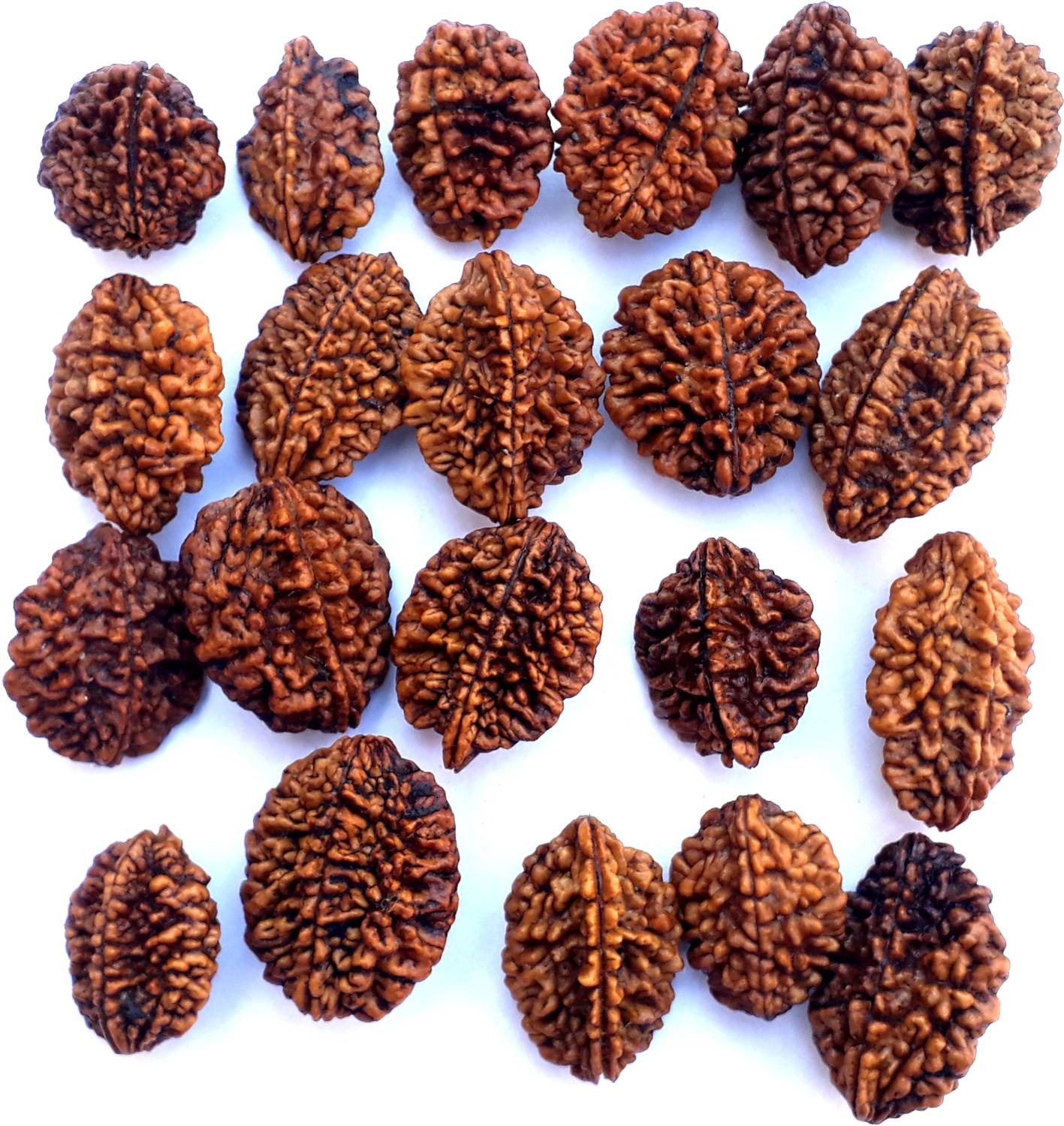 Bhuwar 2 mukhi rudraksha 21 pcs set with hole Shell