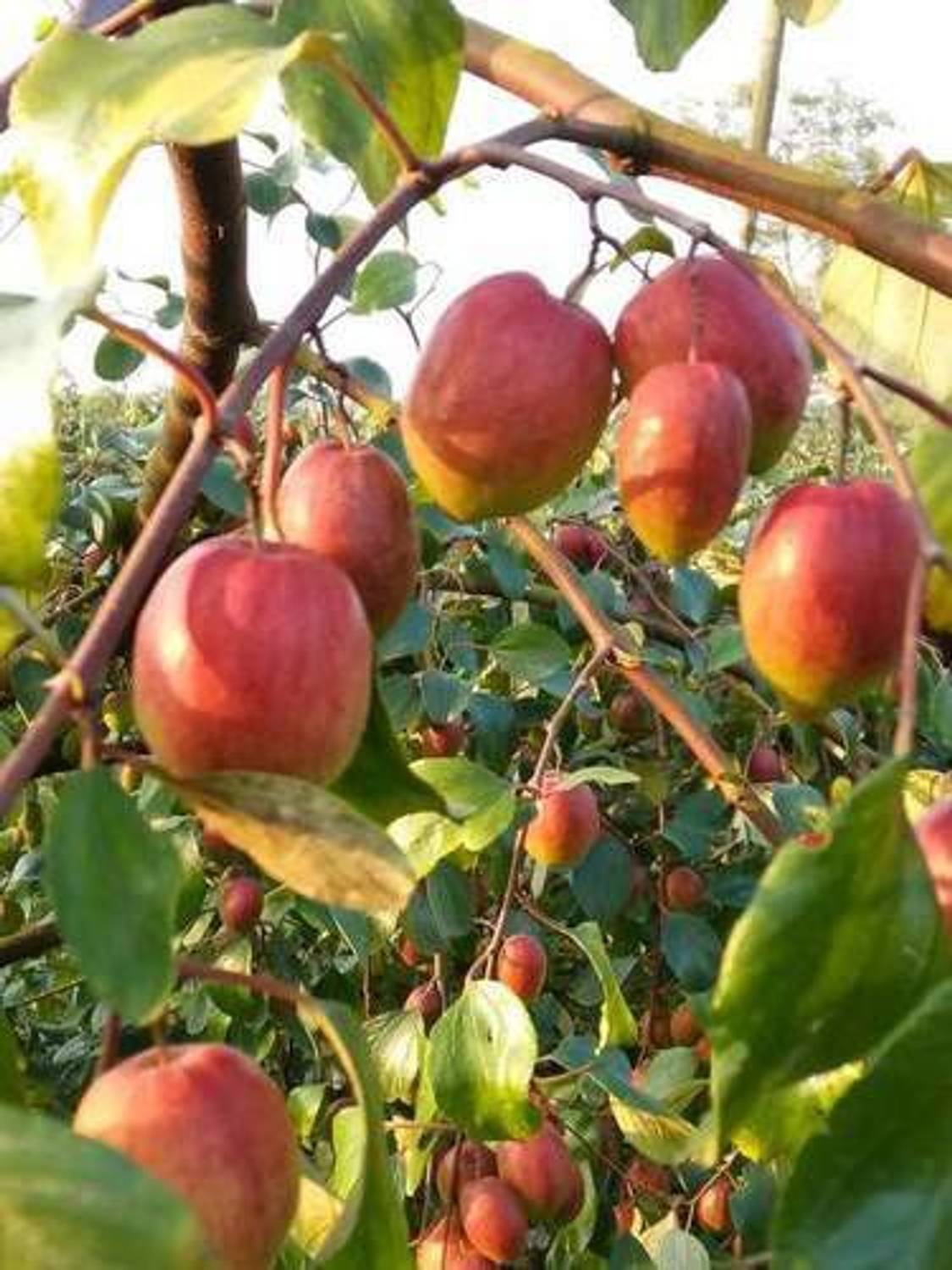 Fruitful Ber Apple Plant sapling Price in India - Buy Fruitful Ber