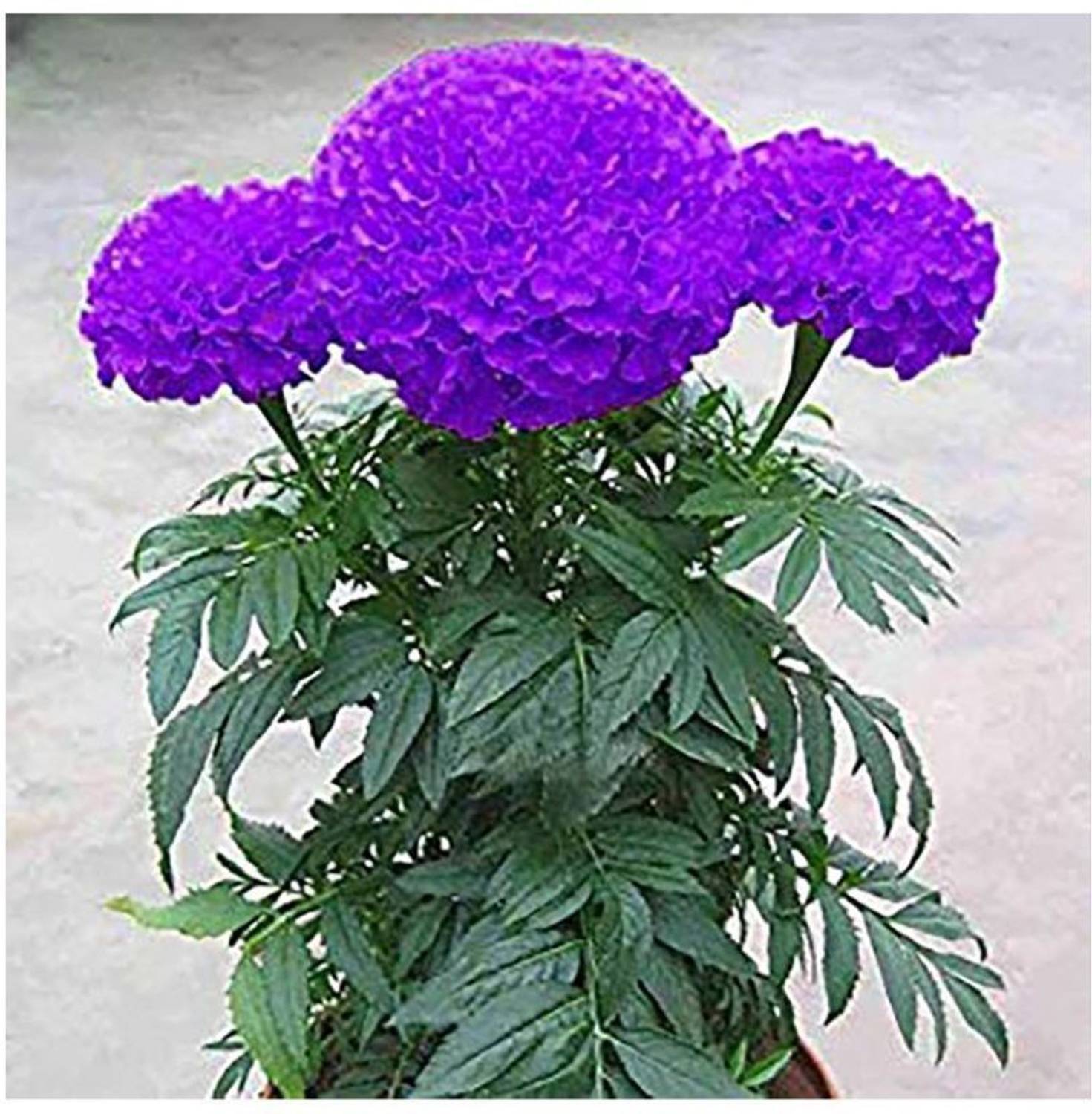 VibeX ® XXX-993-Blue Marigold Flower Seeds Seed Price in India