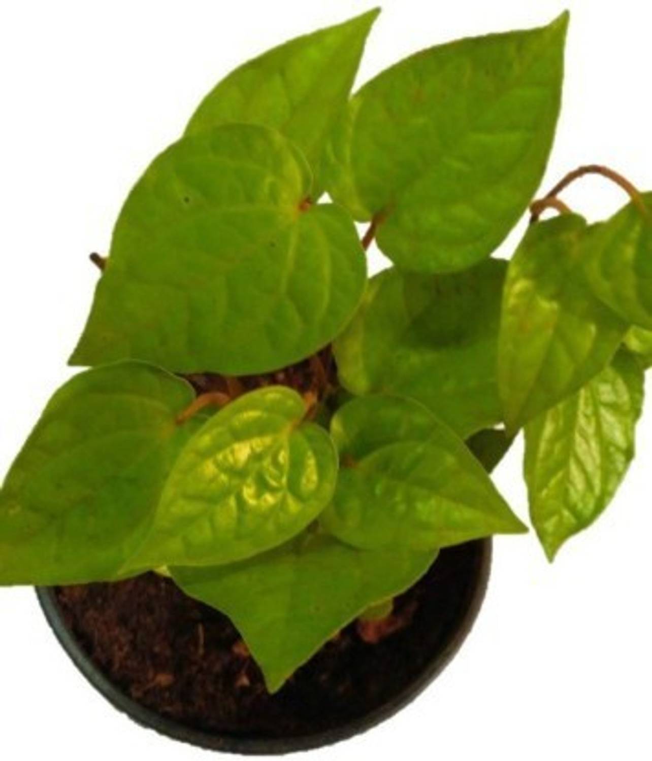 Aquinnah Graden Betel Leaf Plant sapling