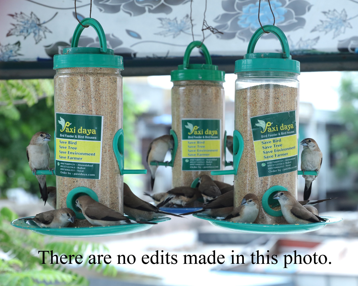 Image of Paxidaya Window Bird Feeder01 piece Window Bird Feeder Bird Feeder