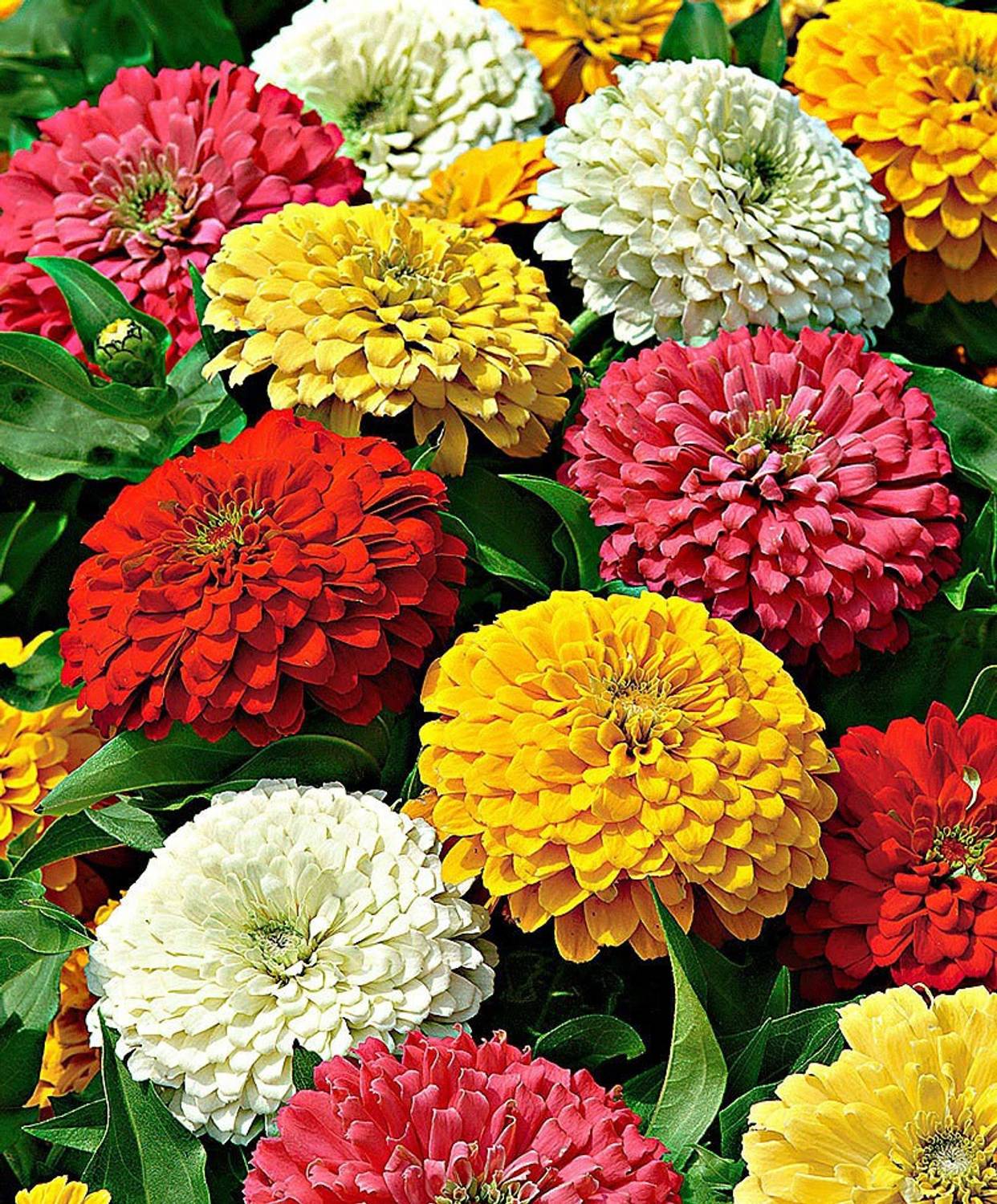 Antier ZINNIA DUO GIANT MIXED FLOWER SEED FOR EATABLE WITH ORGANIC (AVG 40-50 ++) SEED X 1 PACKET Seed