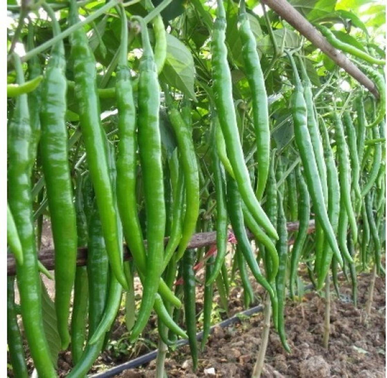 Antier CHILLI JWALA PARIKSHA SEED (PACK OF 30 SEED X 2 PER PKTS) 2 PACKET OF CHILLI JWALA PARIKSHA Seed
