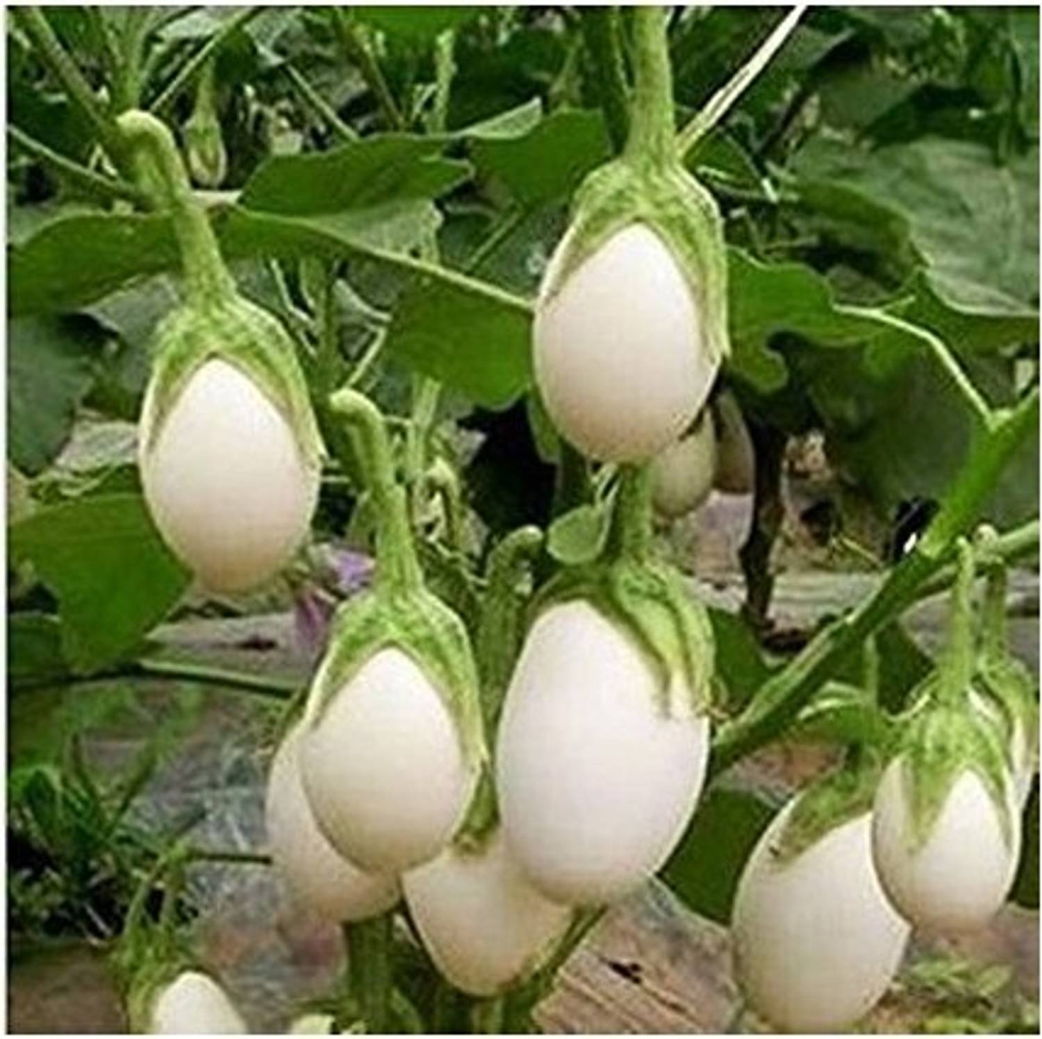 Antier WHITE BRINJAL ROUND SEEDS (PACK OF 50 SEEDS X 1 PER PACKET) Seed