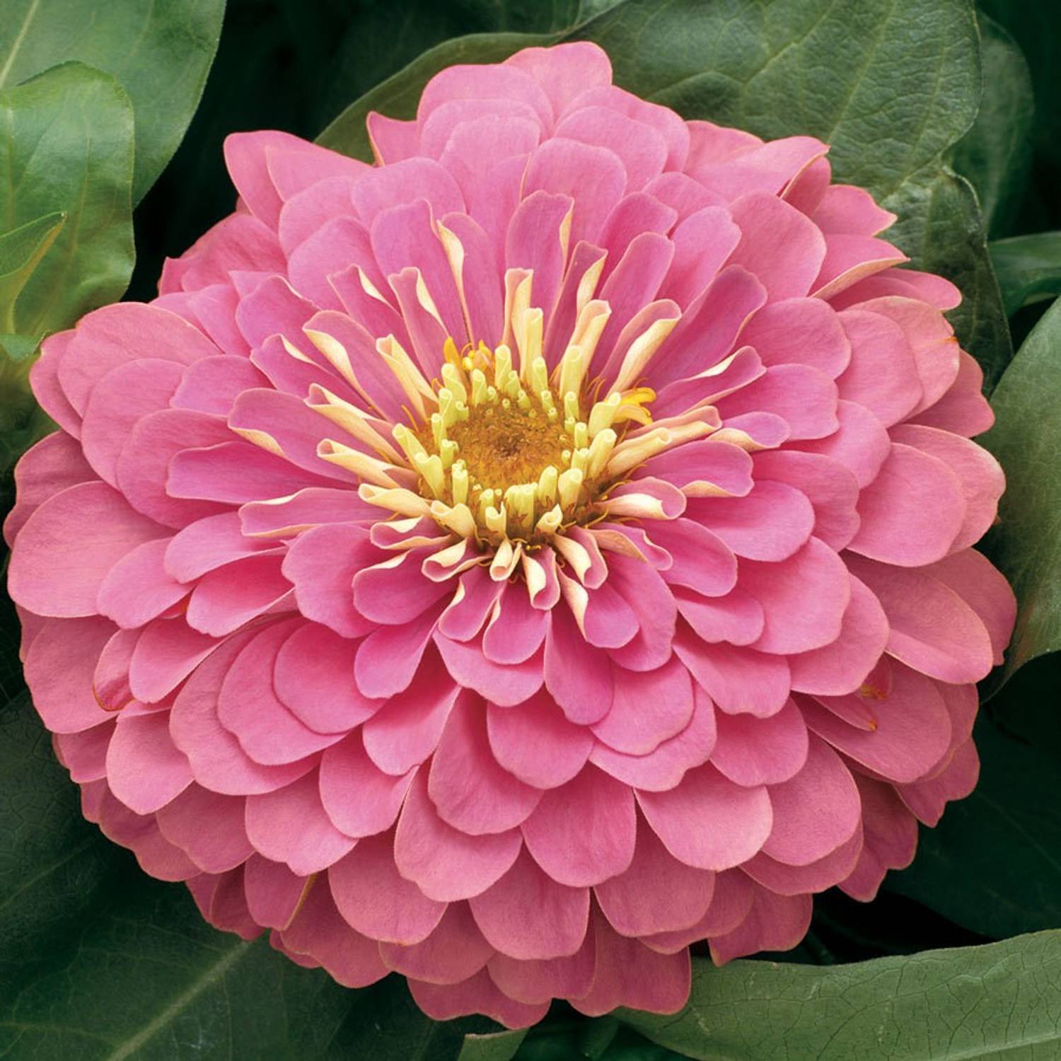 Antier ZINNIA PINK-3 FLOWER SEED FOR EATABLE WITH ORGANIC (AVG 40-50 ++) SEED X 1 PACKET Seed