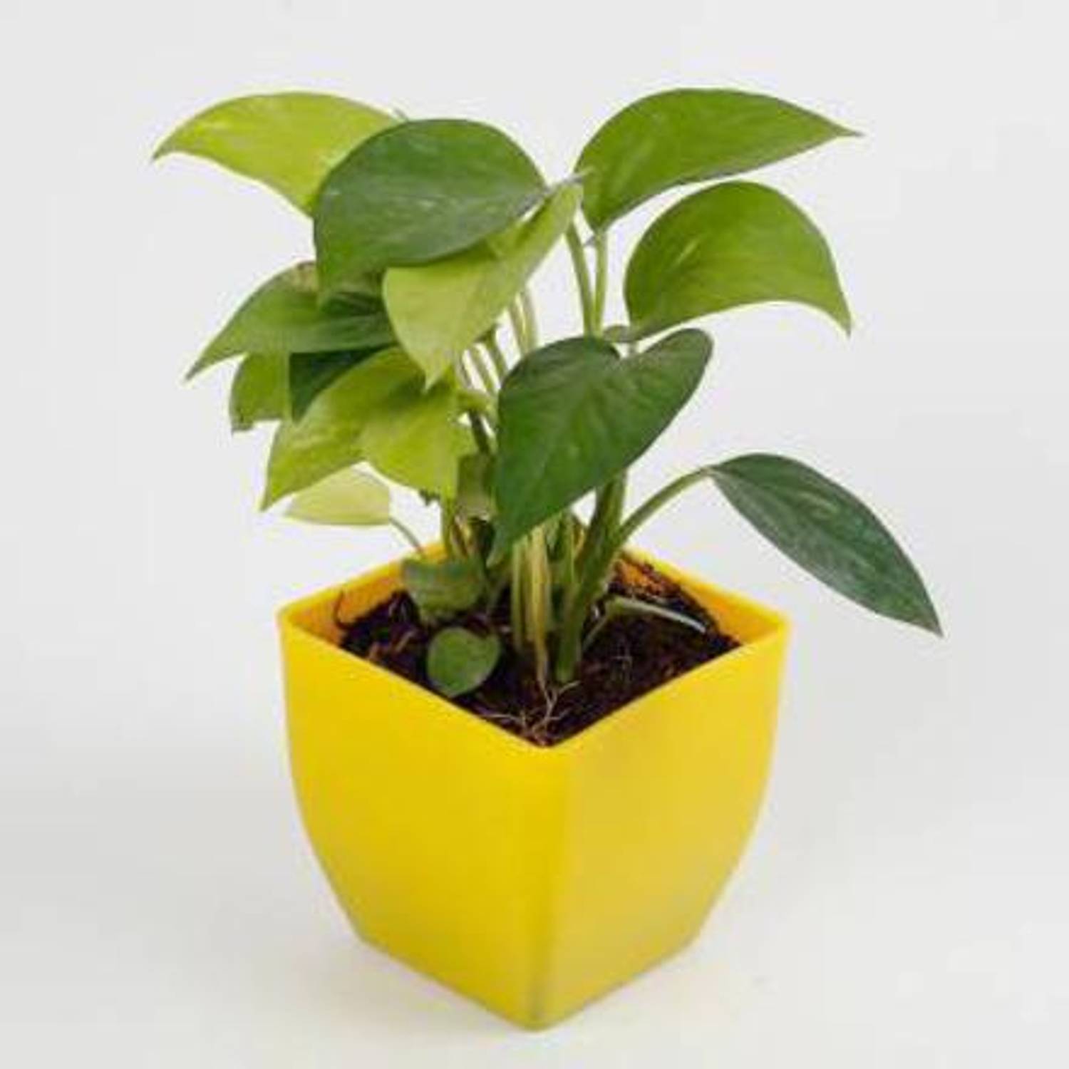 aaryason Money Plant sapling