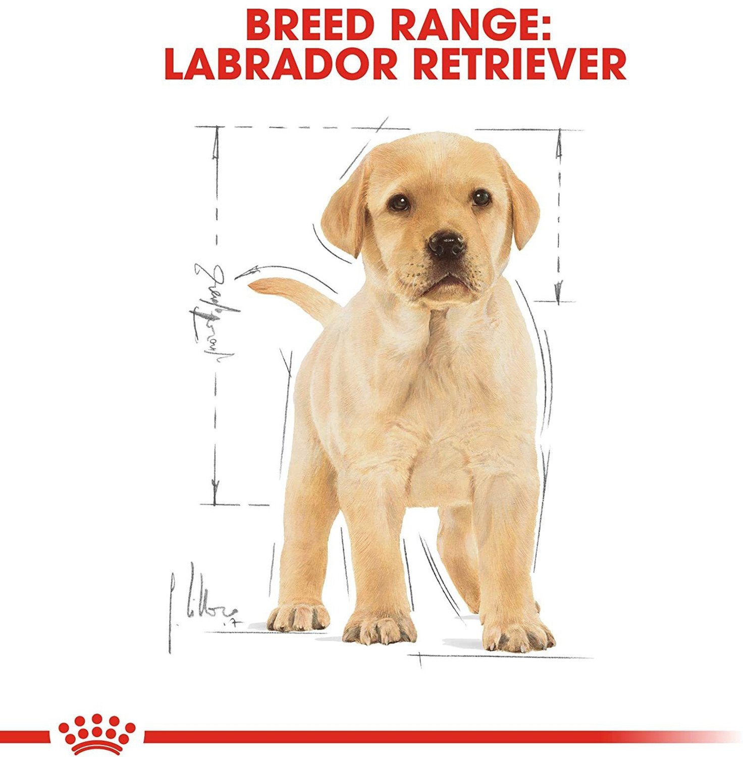 Image of Royal Canin Labrador Puppy Meat 3 kg Dry Young Dog Food