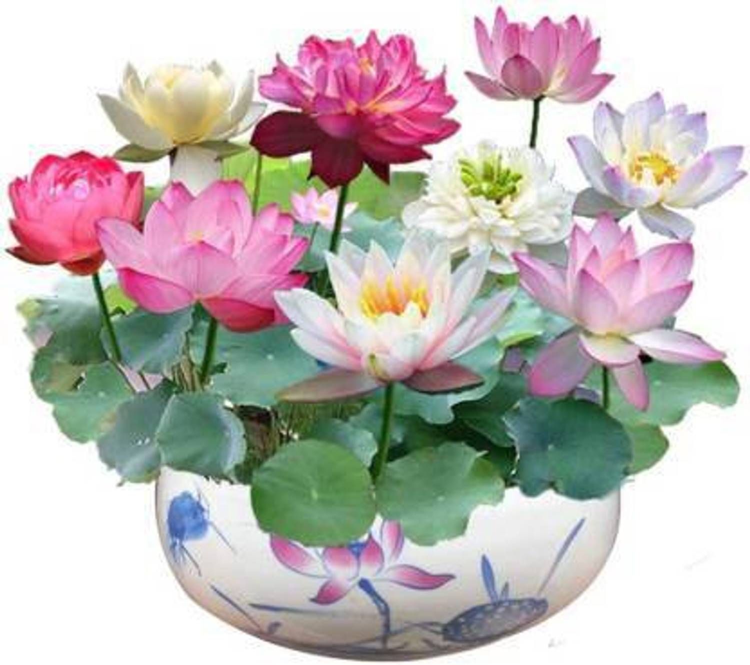 BEE Garden rainbow lotus 18 seeds Seed