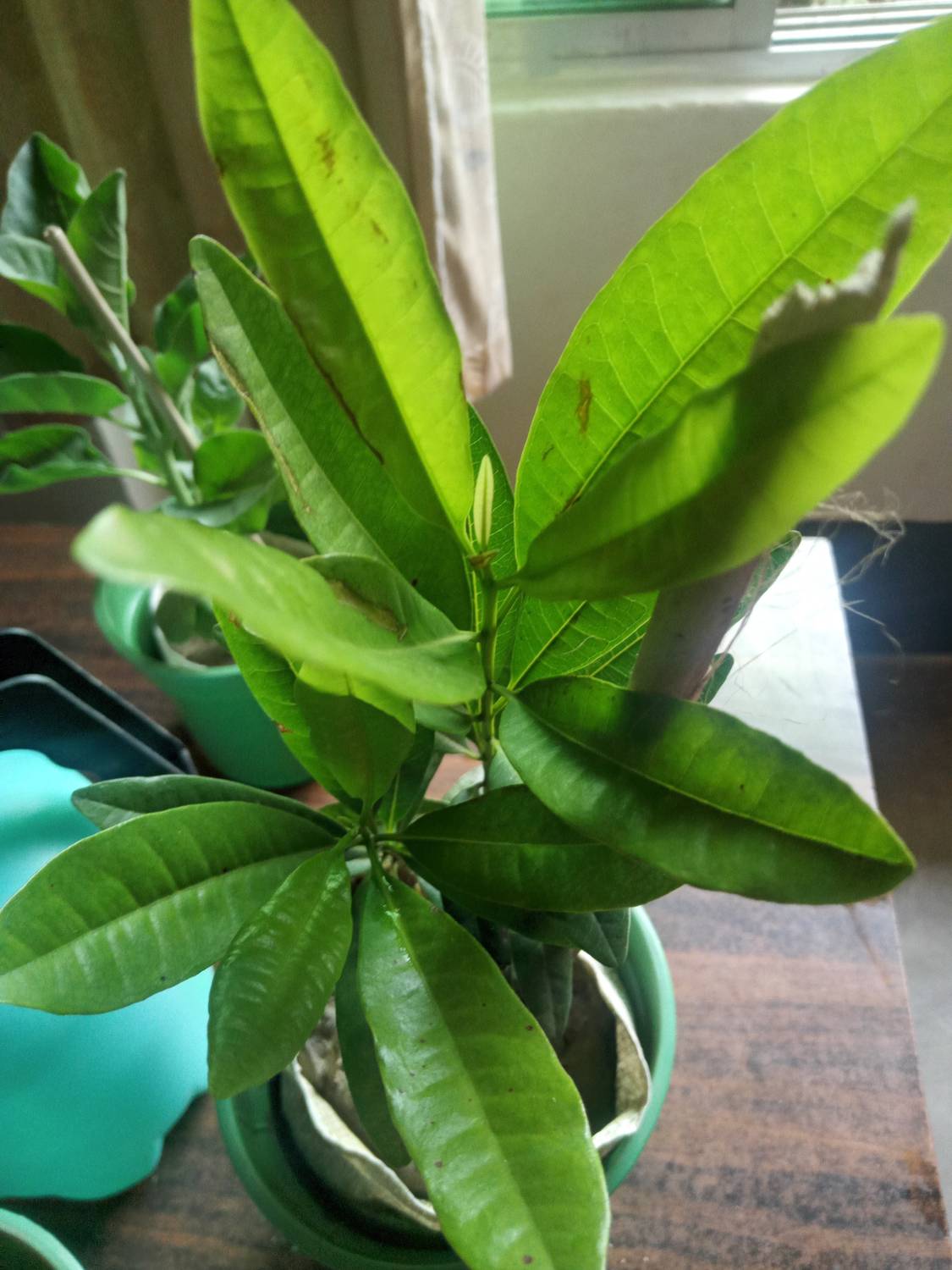 ArchanasGarden Clove Plant sapling