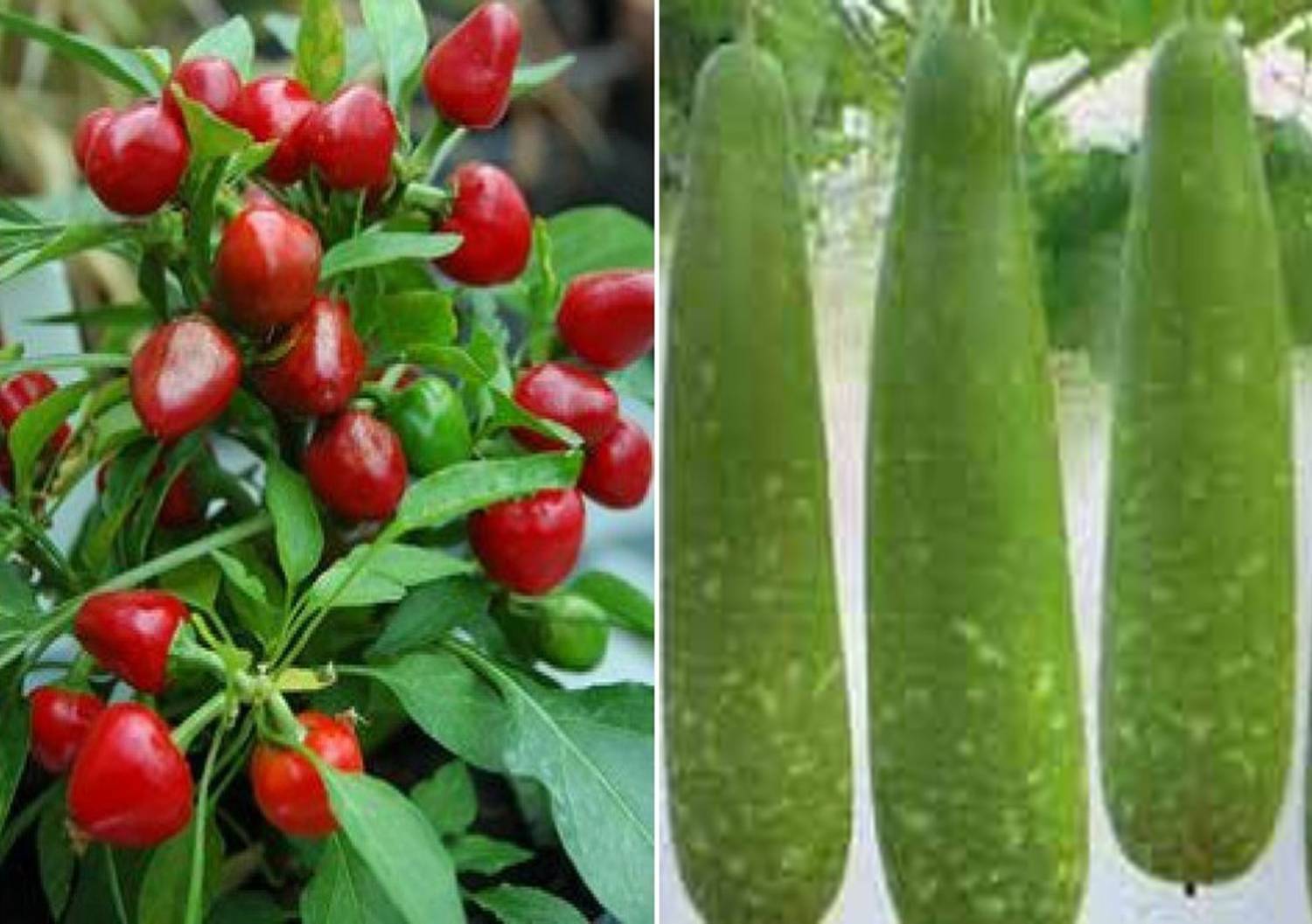 Antier F1 Hybrid Chilli Red Pearl Queen and Bottle Gourd (Dhari Loki) Seed
