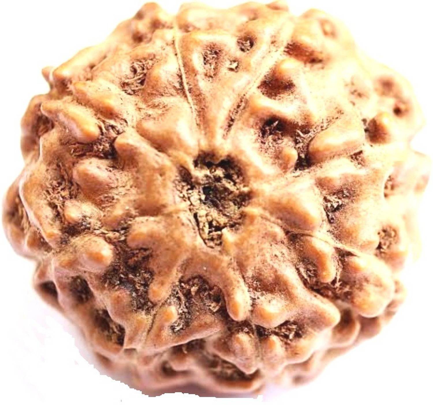 Aurra Stores 8 Mukhi Rudraksha with Lab Certificate (LAB CERTIFIED) Brass Pendant