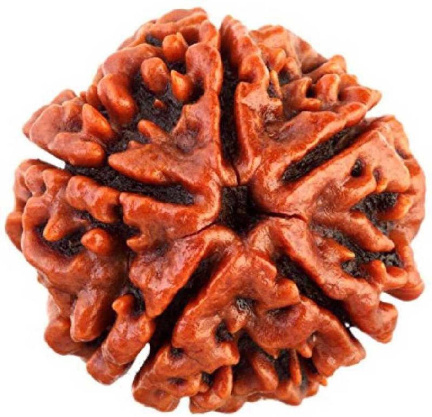 Aurra Stores 5 Mukhi Rudraksha Certified (LAB CERTIFIED) Brass Pendant