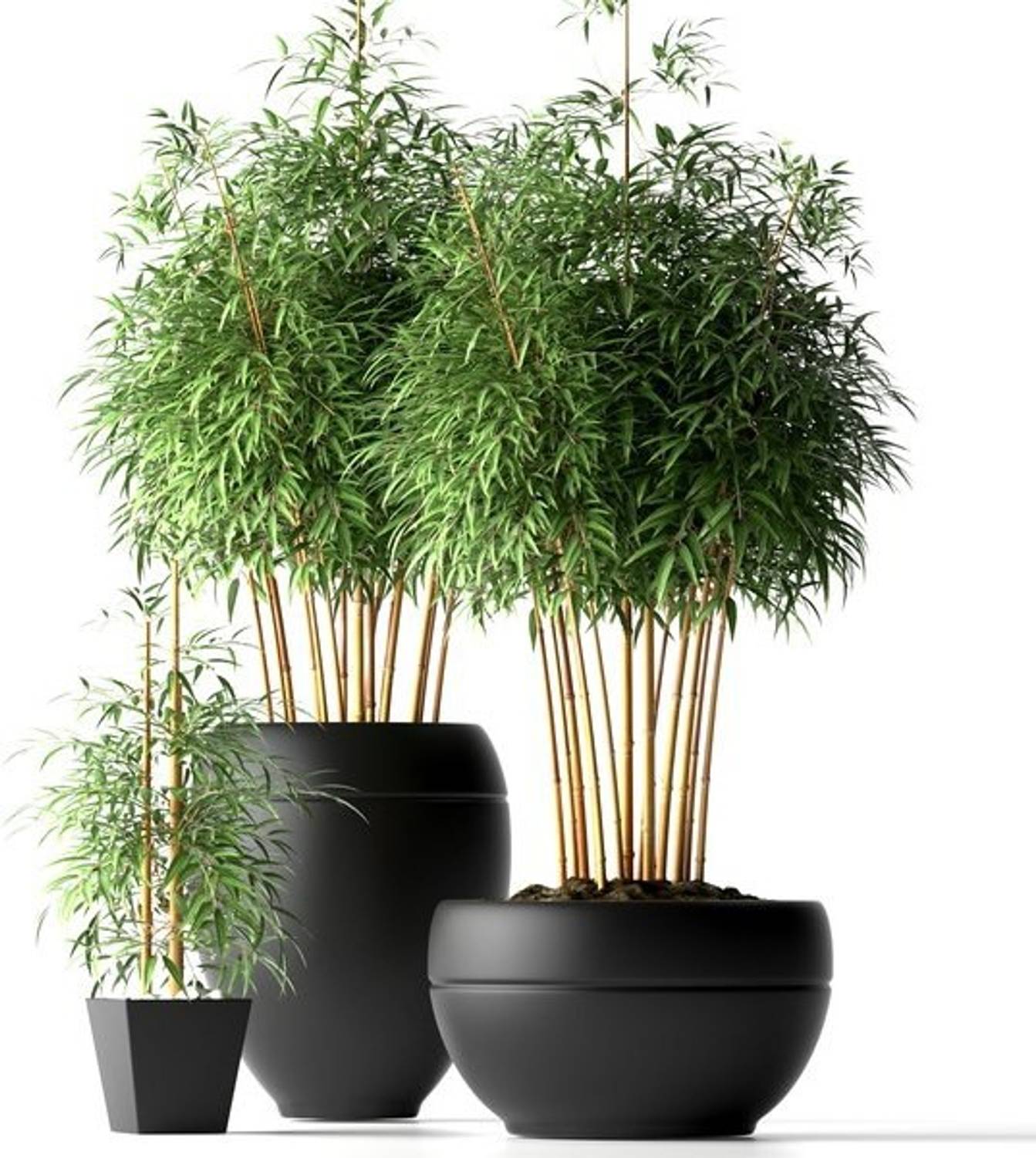 Arlo Bamboo Plant Seed