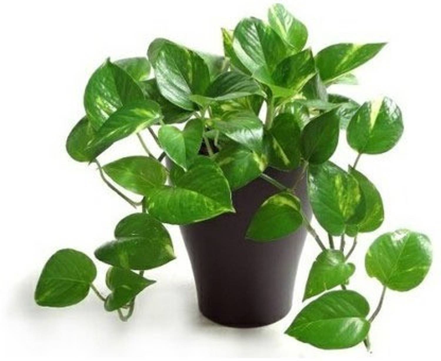 AloGardening Money Plant sapling