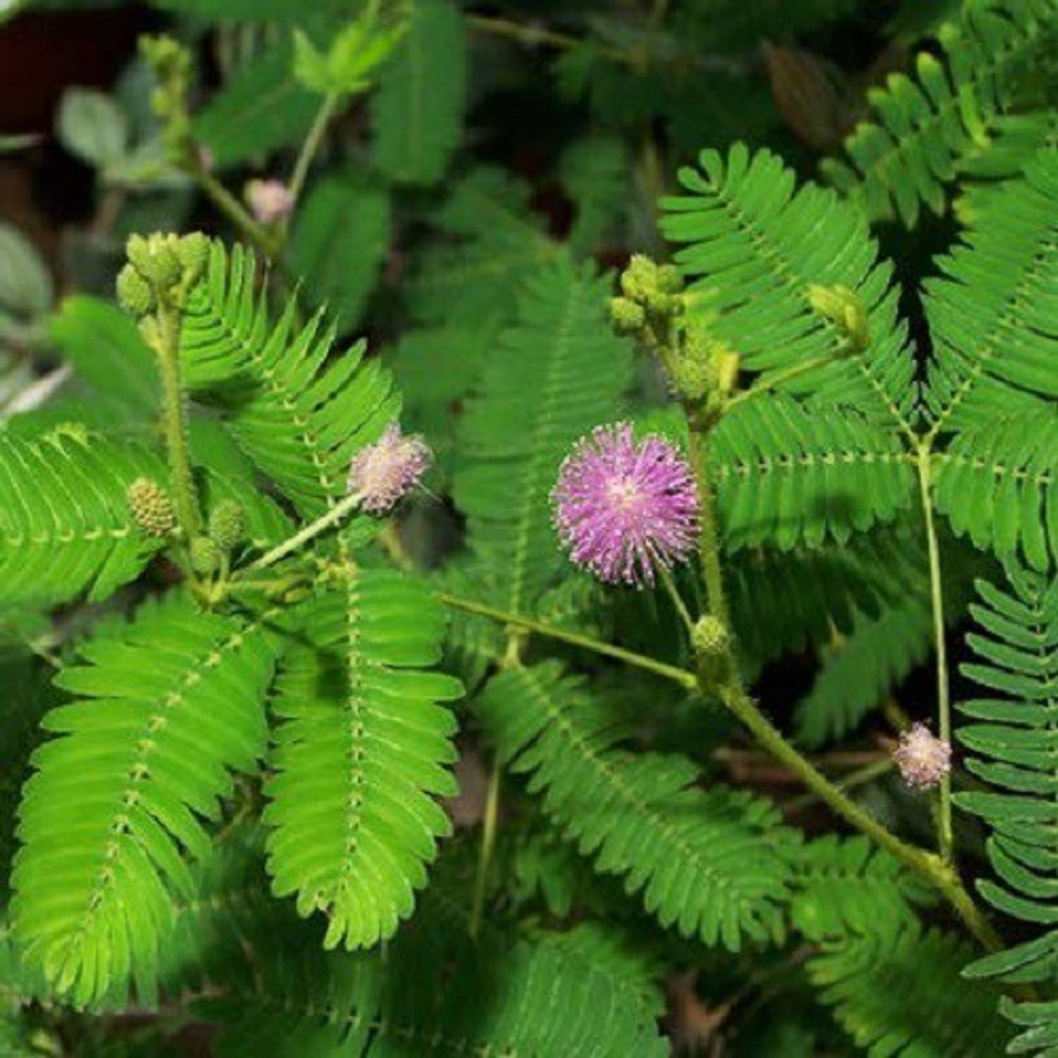 Biosnyg Mimosa Pudica, Touch me not, (Chui MUI) 5gm Seeds Seed Price in  India - Buy Biosnyg Mimosa Pudica, Touch me not, (Chui MUI) 5gm Seeds Seed  online at Flipkart.com