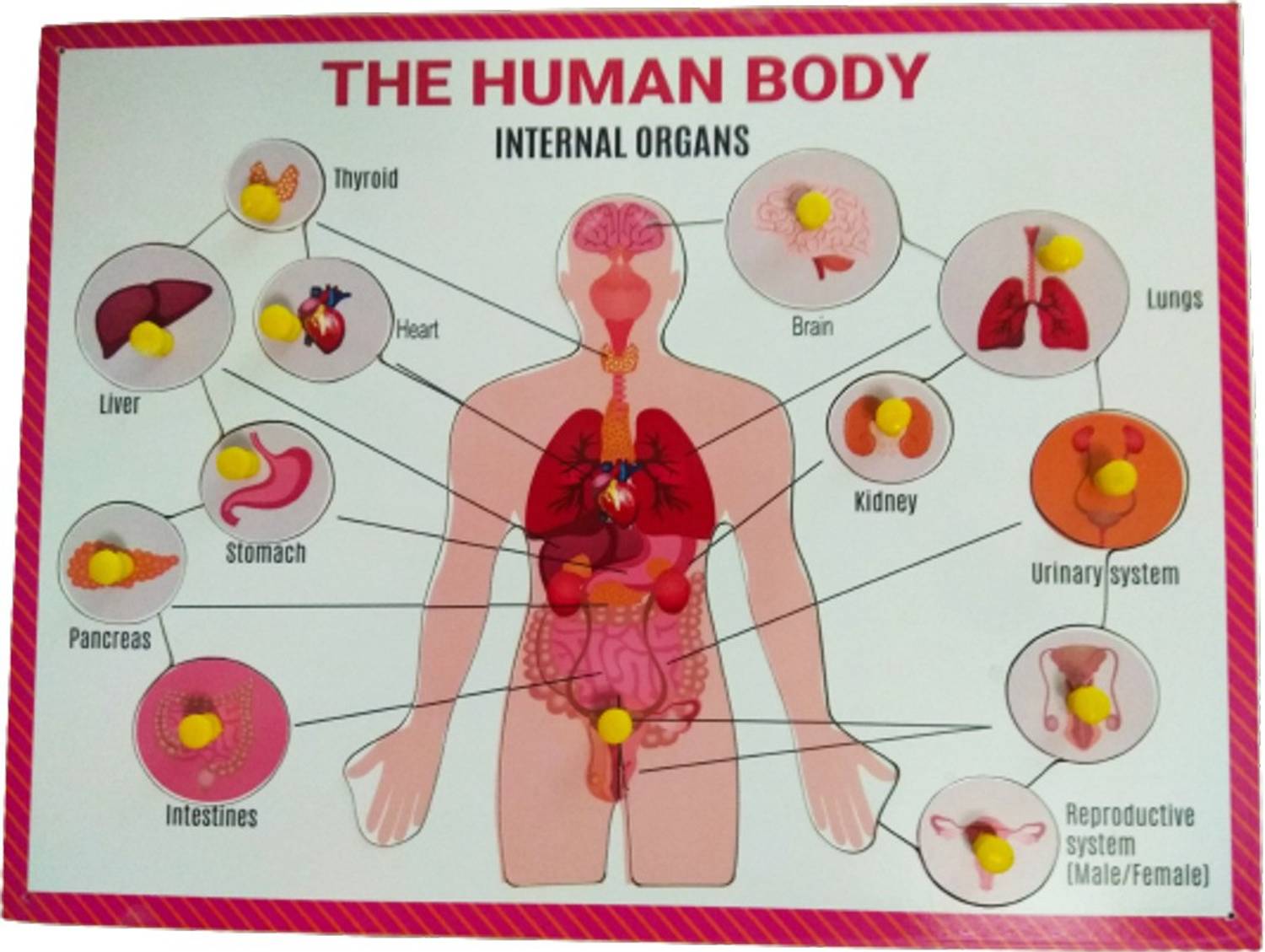 Ashmi Wooden Puzzle Human Internal Body Organs of the Body Anatomy Learning & Teaching Aid Educational Toy for Kids & Teachers age 3+