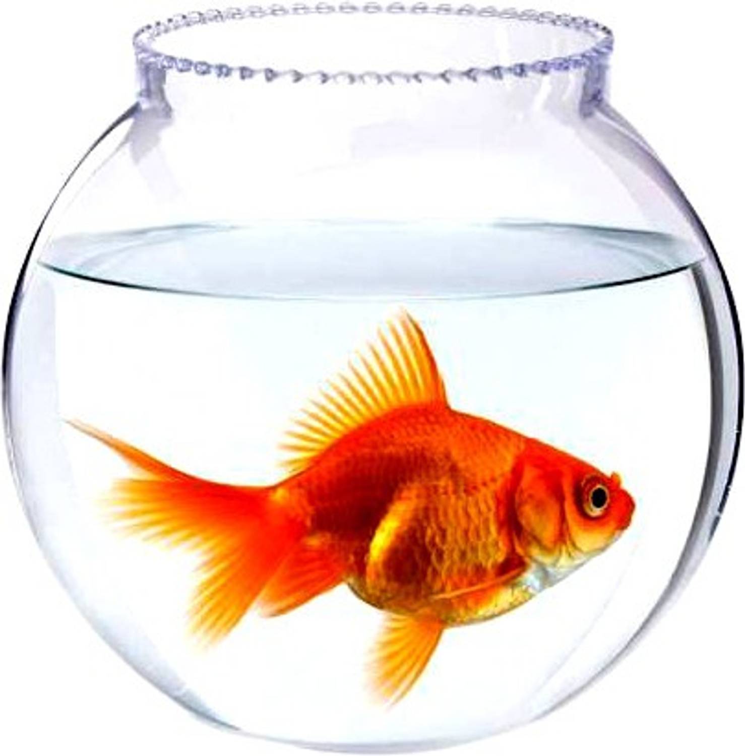 BILAL ANSARI Collar 6 Inch 10 Round Ends Aquarium Tank