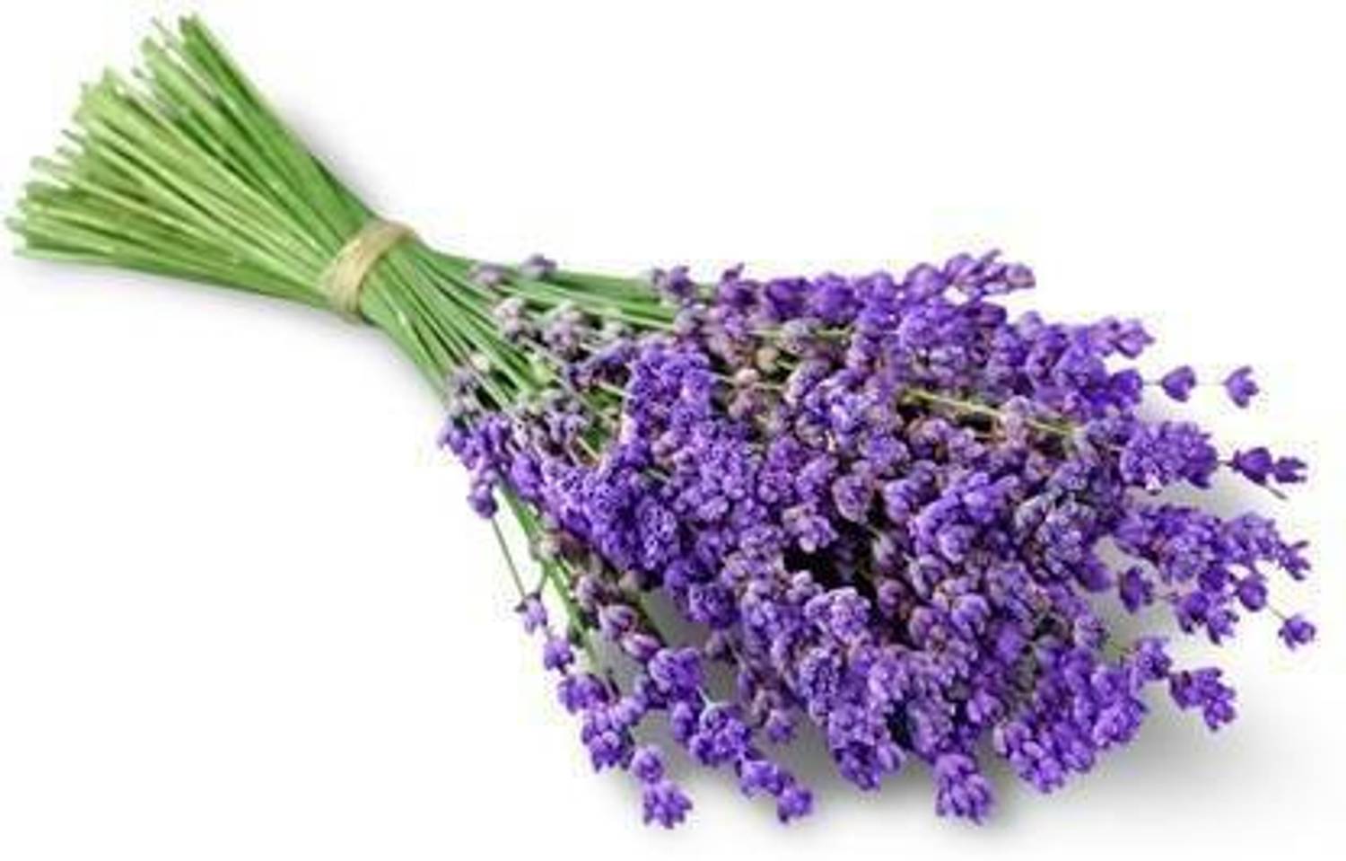 PLANTZON Lavender Seed Price in India - Buy PLANTZON Lavender Seed