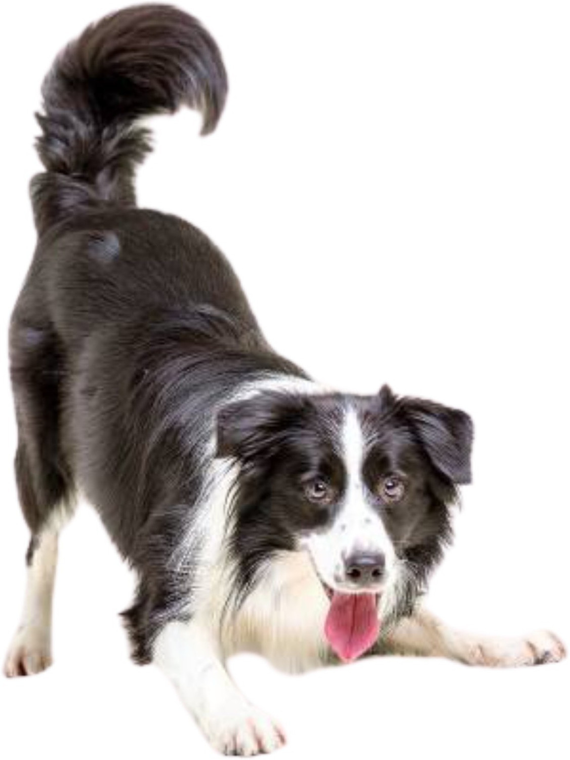 Image of BODY BUILDING Dog Everyday Collar