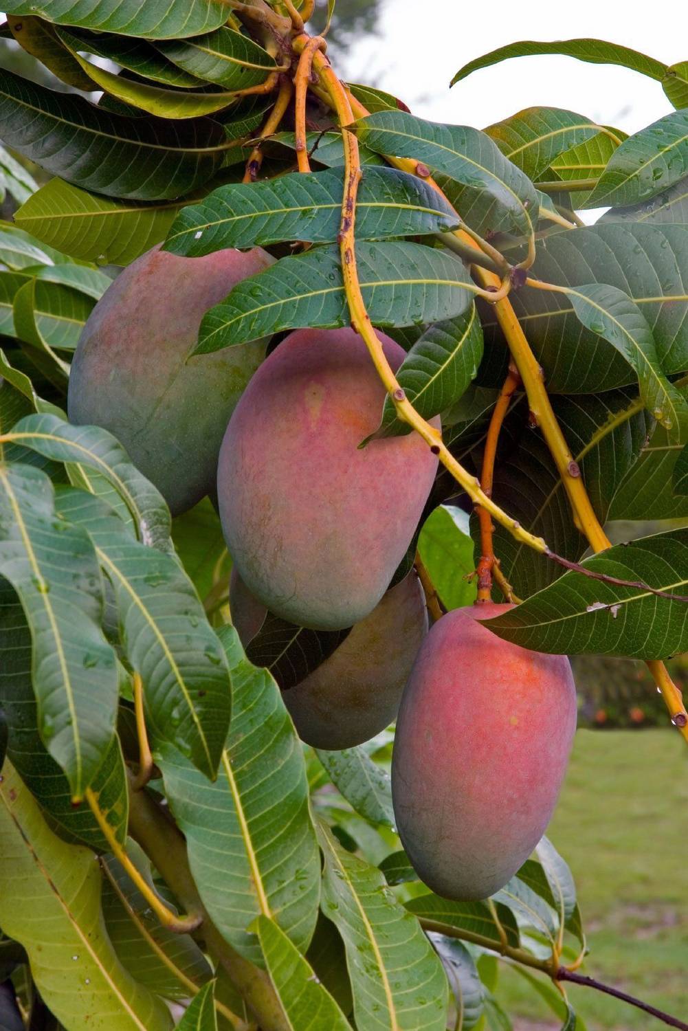 Amrapali Grafted Mango krishna Mango Plant sapling