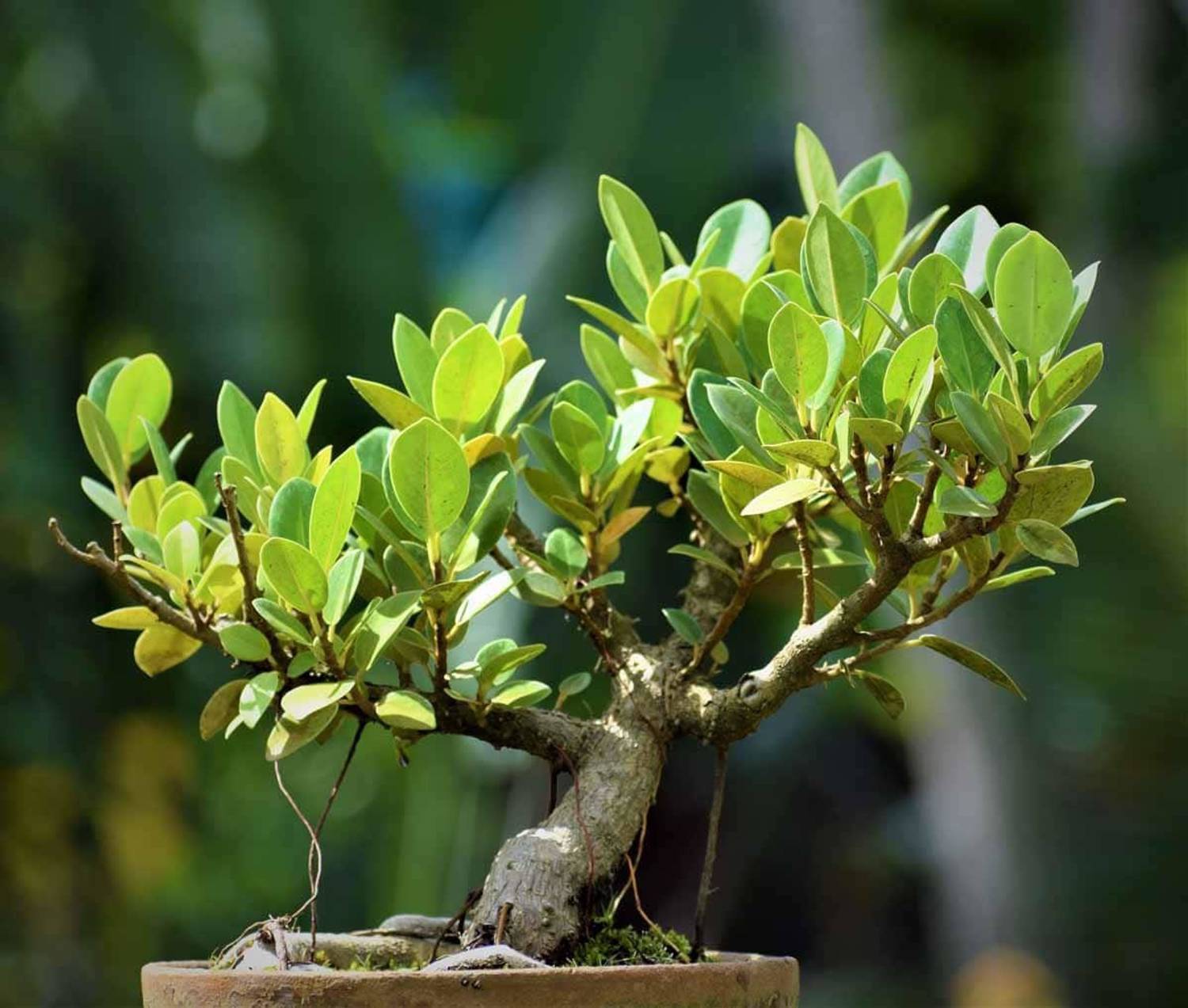 Aquinnah Graden Ficus Bonsai sapling