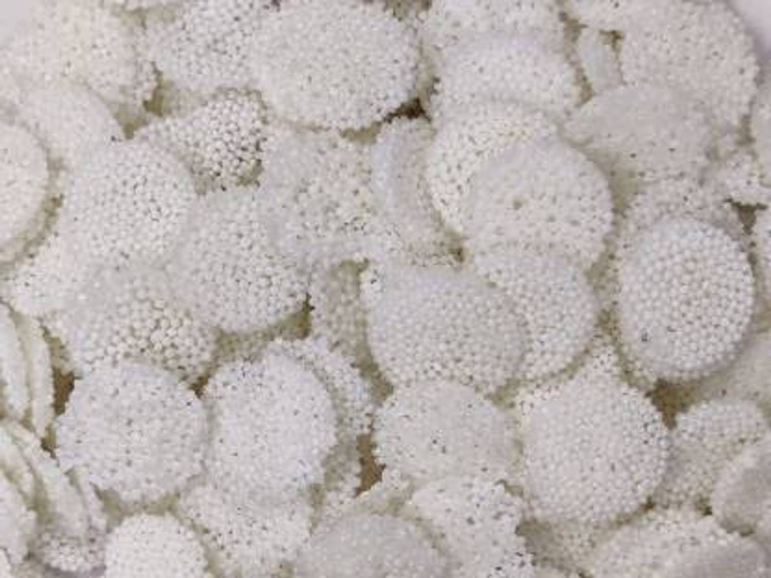 Somadev Sabudana Papad Plain,Gluten-Free & Upwas-Friendly Tapioca Papads,Fryums Fryums