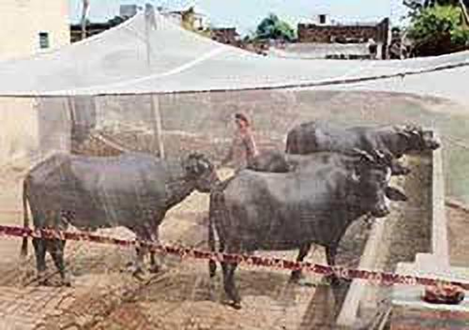 Image of Iblay Animal Mosquito Nets || for Cow /Buffalo || HDPE Multicolor || Apt. for 6 Cow /Bullfalo (35ft*10ft*10ft (L*B*H)) Polyester Washable Adults Mosquito Net